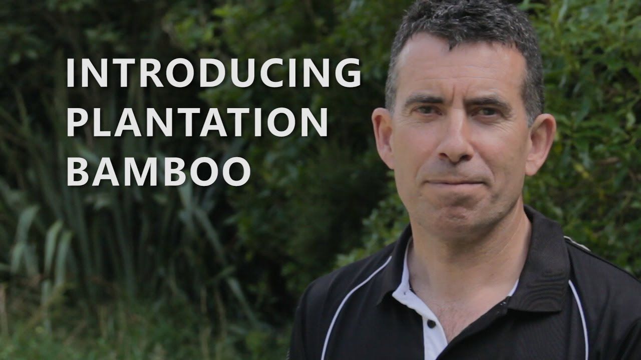 Introduction to Plantation Bamboo