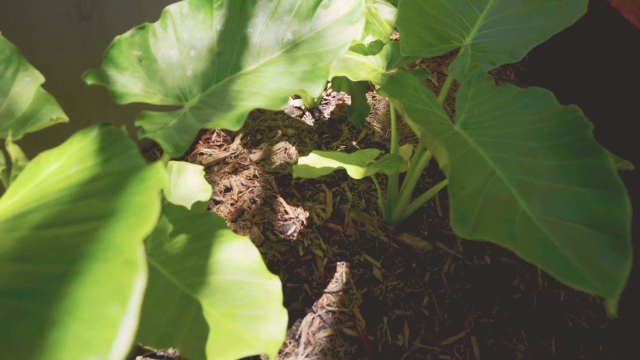 BARK Currimundi  video