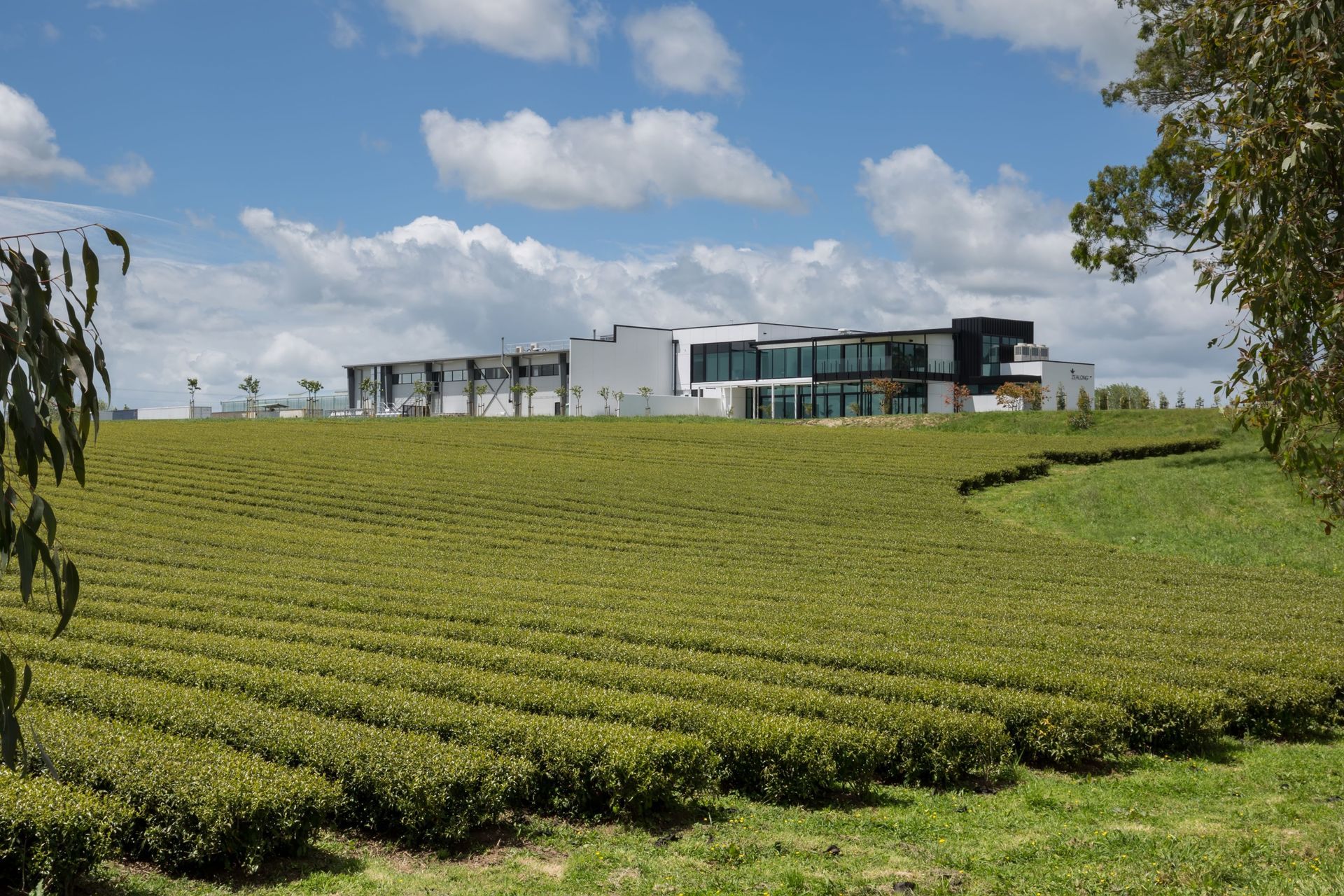 Zealong Tea Plantation