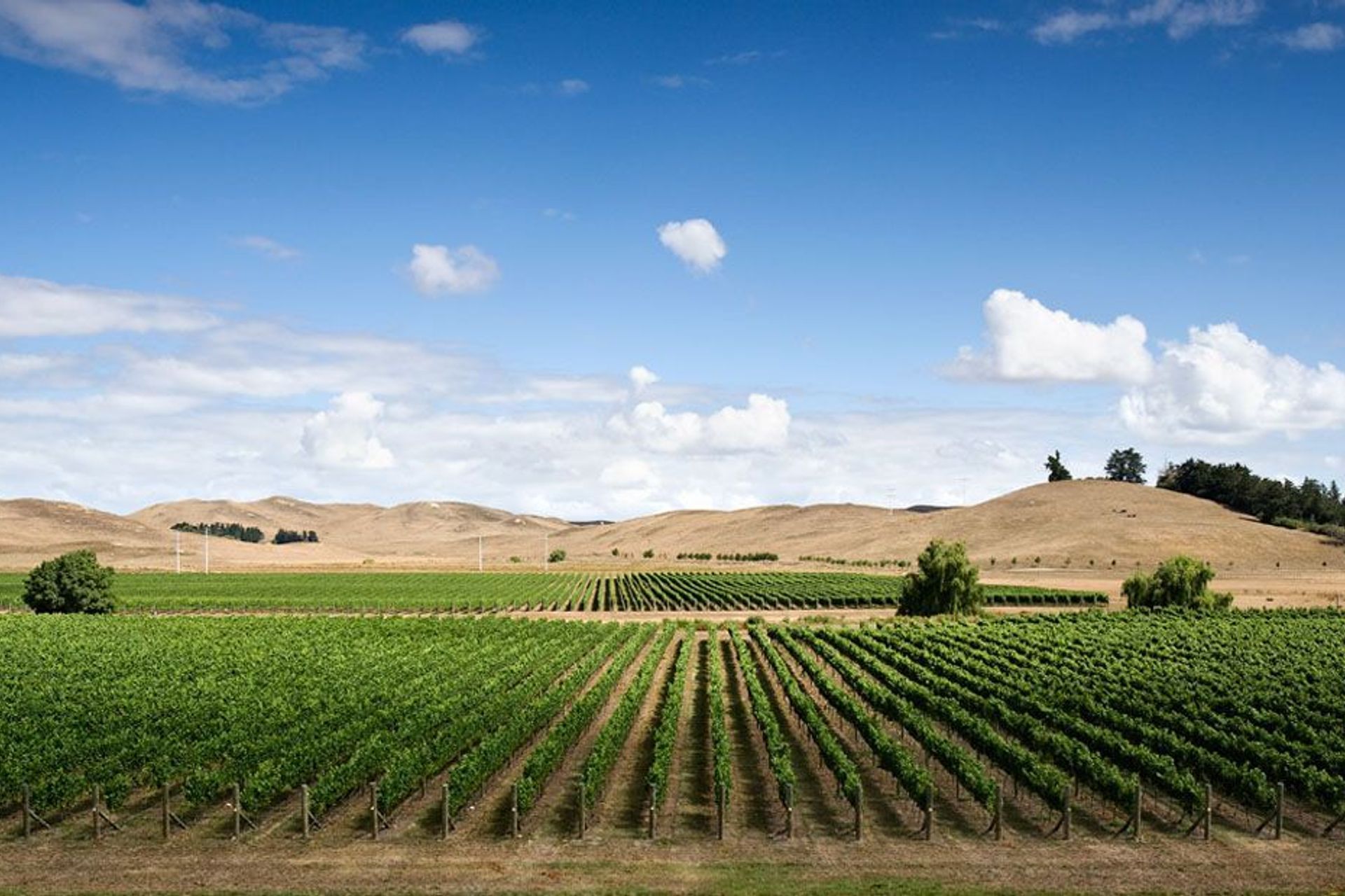 Paritua Winery