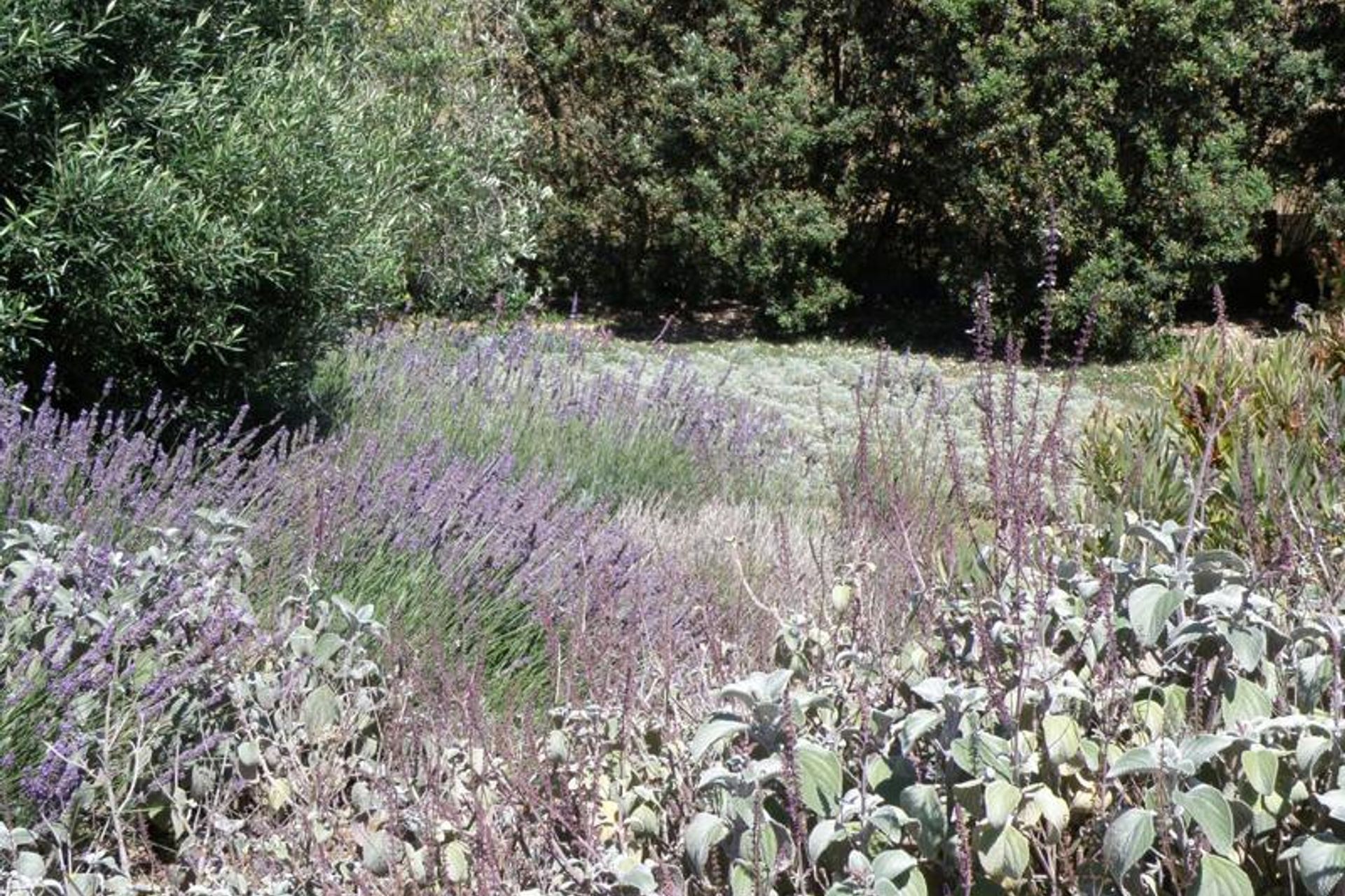 Plantings