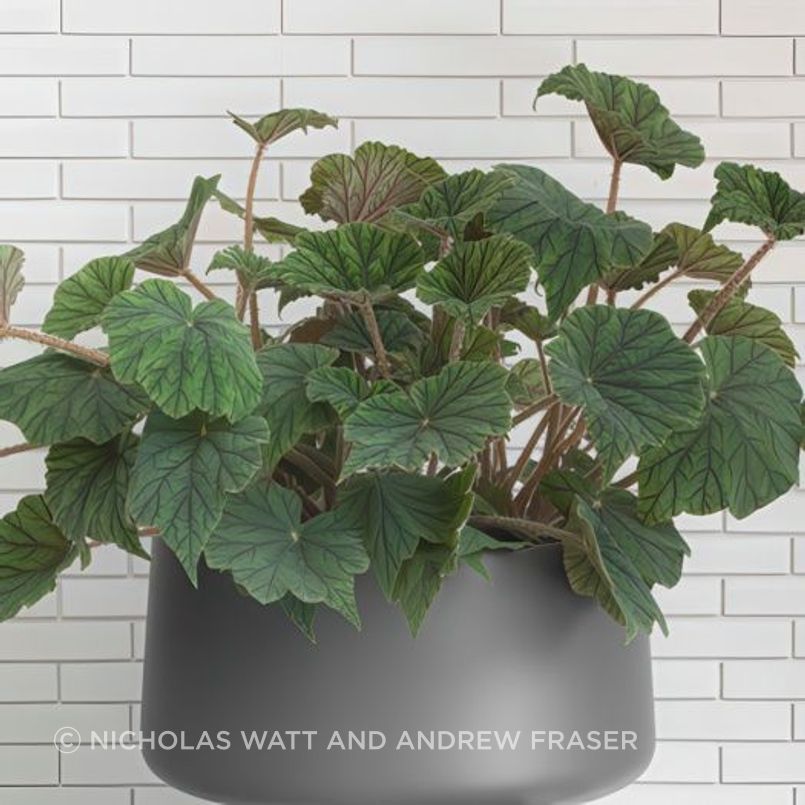 ff5ee3e9c1b9-begonia-metallica-small-pots-1-b2de36350x350cropcenter-gigapixel-low-resolution-v2-15x.jpeg