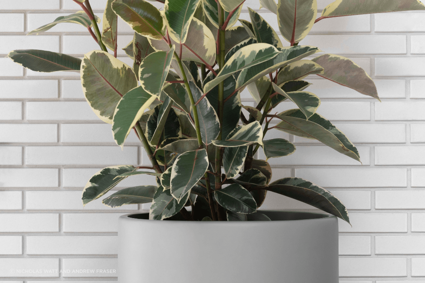 ff5ee3e9c1b9-ficus-elastica-large-pots-6d46a0.png