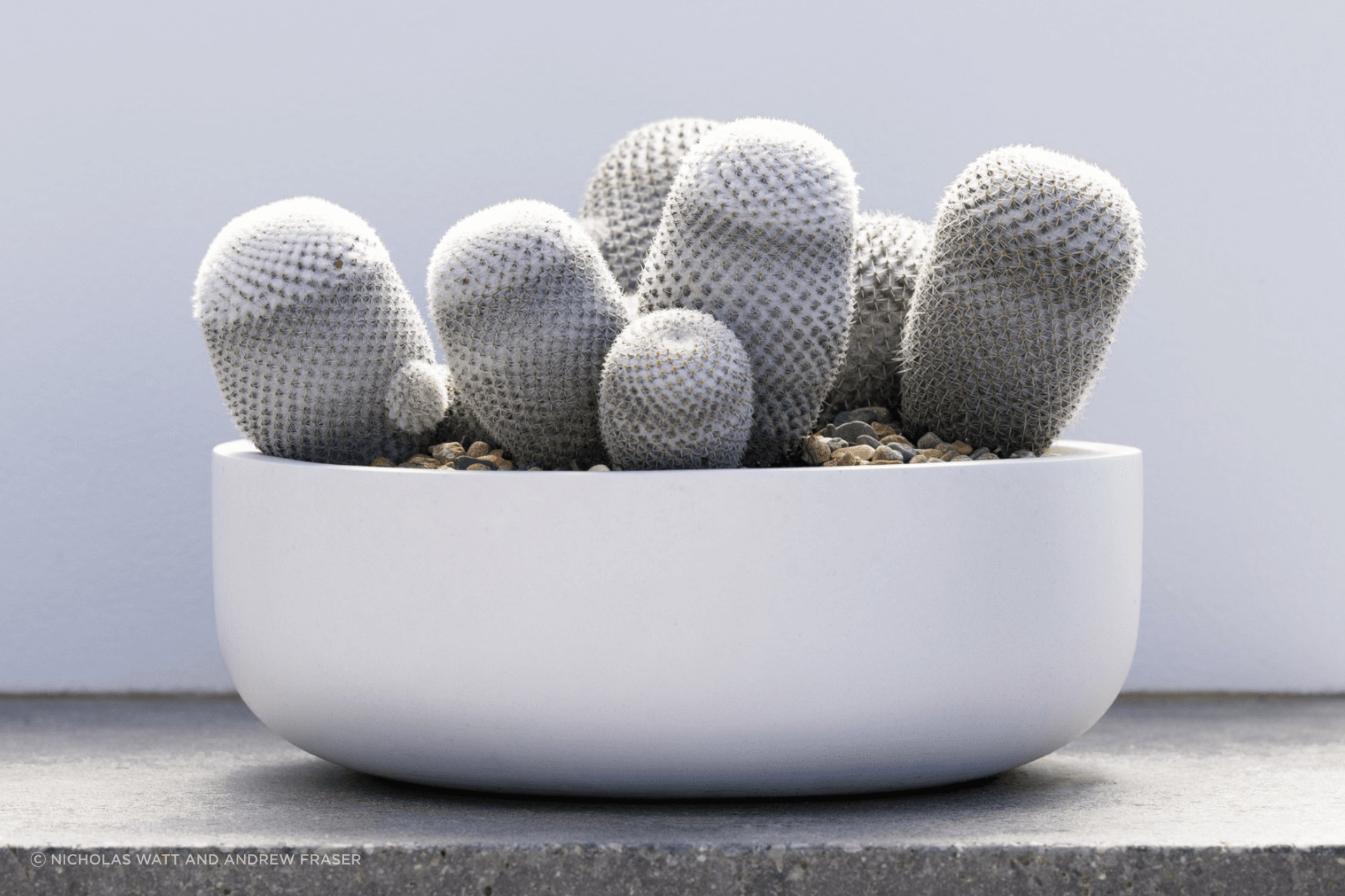 ff5ee3e9c1b9-mammillaria-small-pots-1-6fe2c5.png