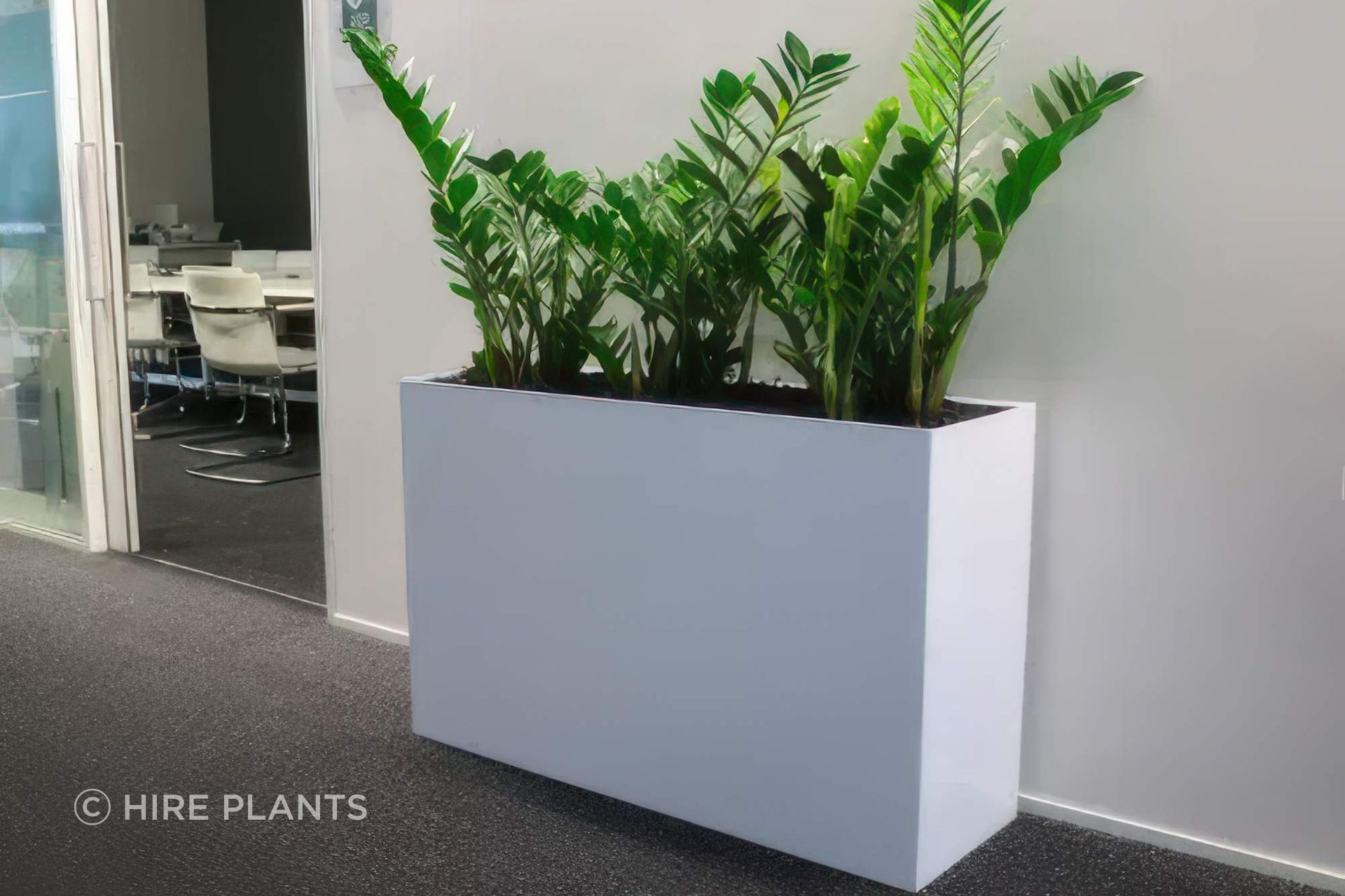 IFP2-ICT3-Zamioculcas-Zamiifolia-zz-in-white-custom-indoor-trough-southern-cross-hamilton-1022-gigapixel-high-fidelity-v2-2000w.jpeg