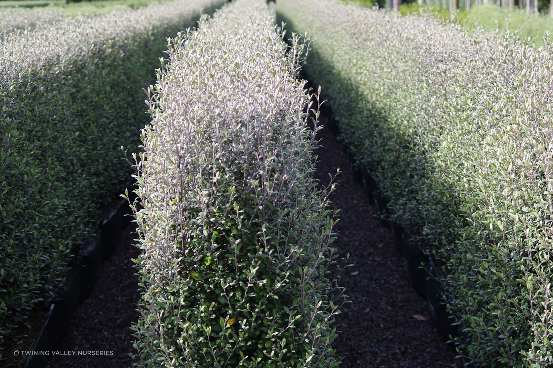 This Corokia 'Frosted Chocolate' hedge turns to chocolate-bronze in winter and is a popular choice for hedging in New Zealand.