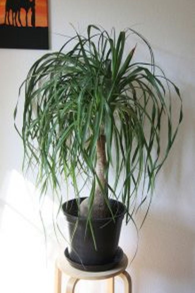 Pet Friendly Plants For Your Home