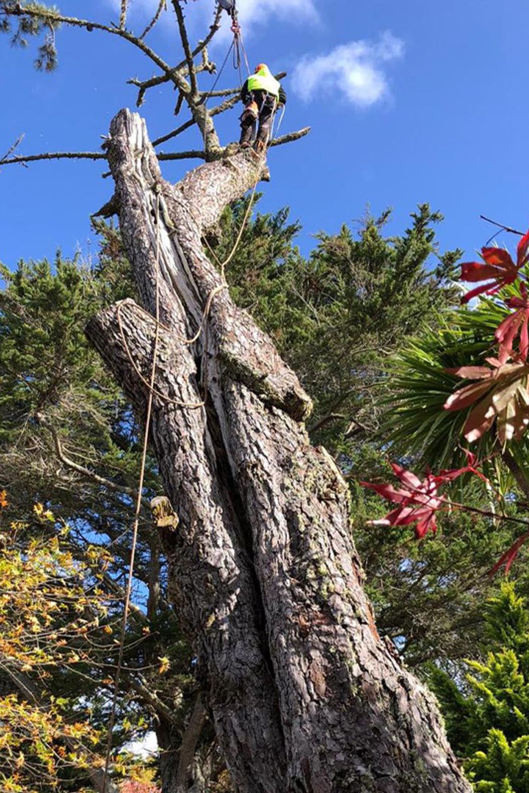 Blog-Fallen-Tree-03-v2.jpg