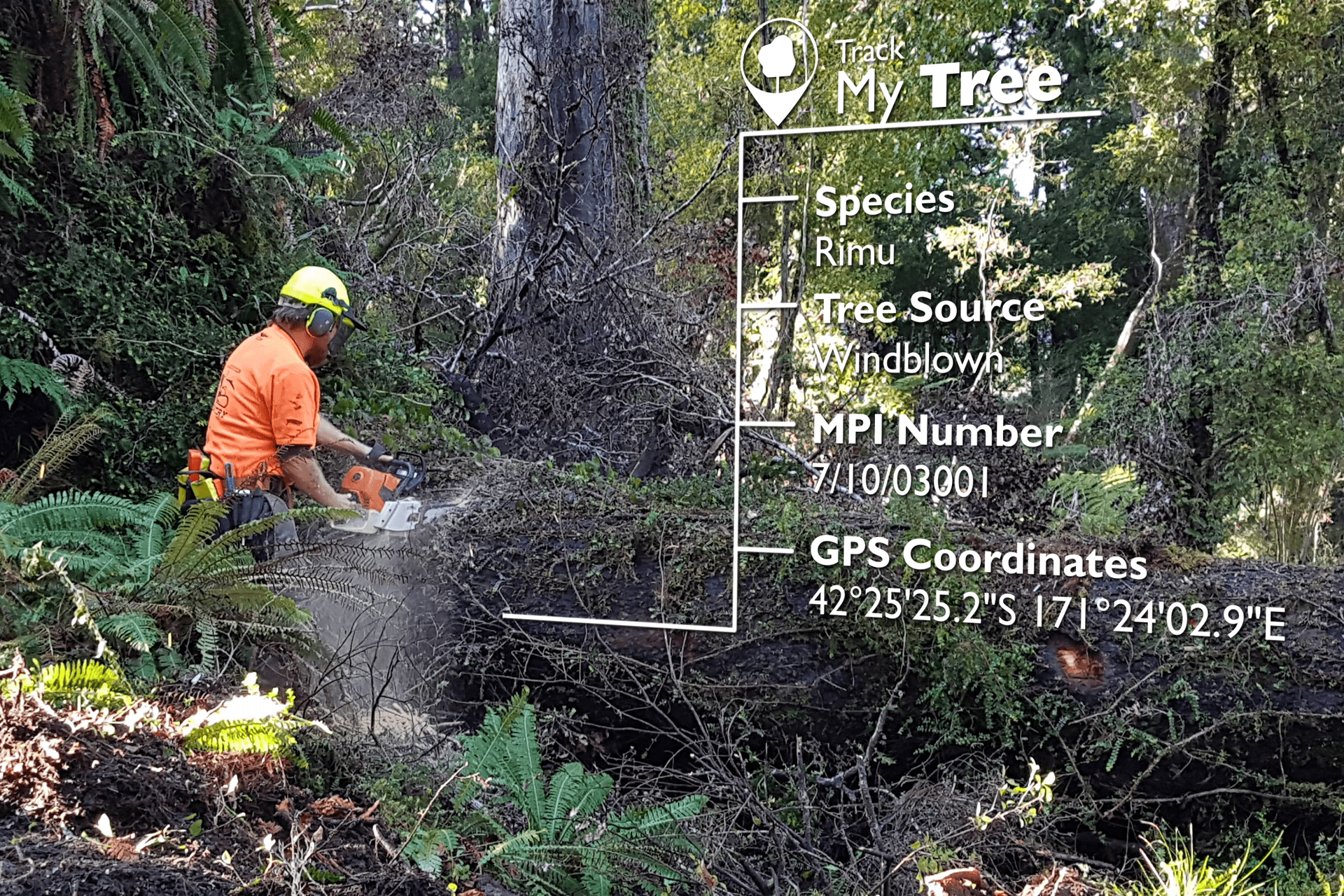 The Track my Tree initiative allows purchasers of native timber veneer products to track the finished product back to it's source and provides photographic evidence of the original tree, all via a unique code given to the raw material.