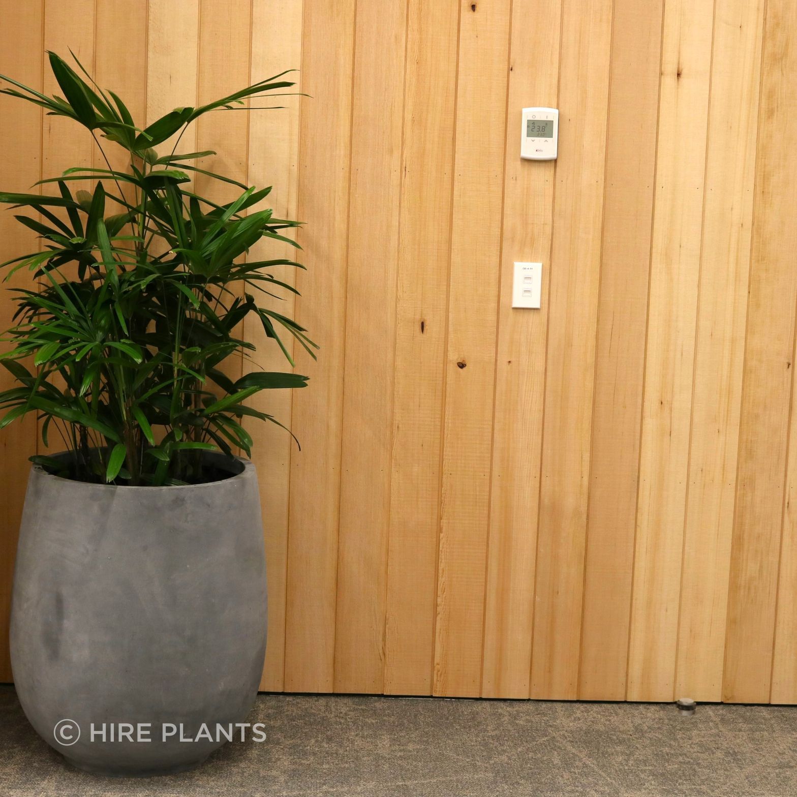 IFO4-CBL4-Rhapis-palm-in-stone-bianca-palm-pot-Ruminant-Biotech-224.JPG
