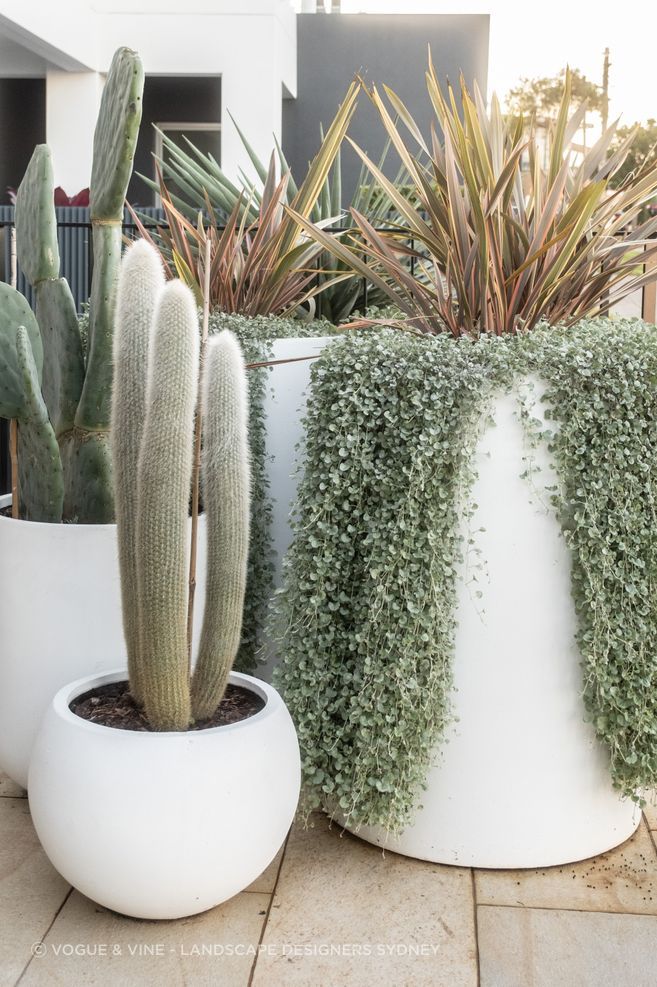 Small-Garden-designer-Sydney-Vogue-Vine.jpg