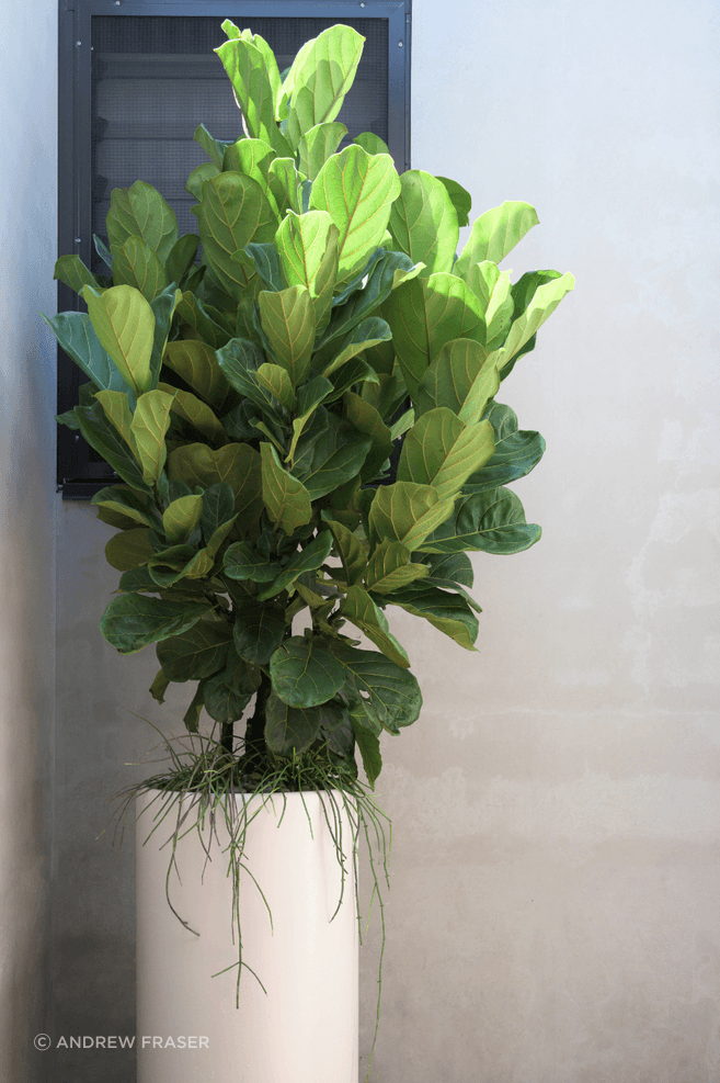 fiddle-leaf-fig.png