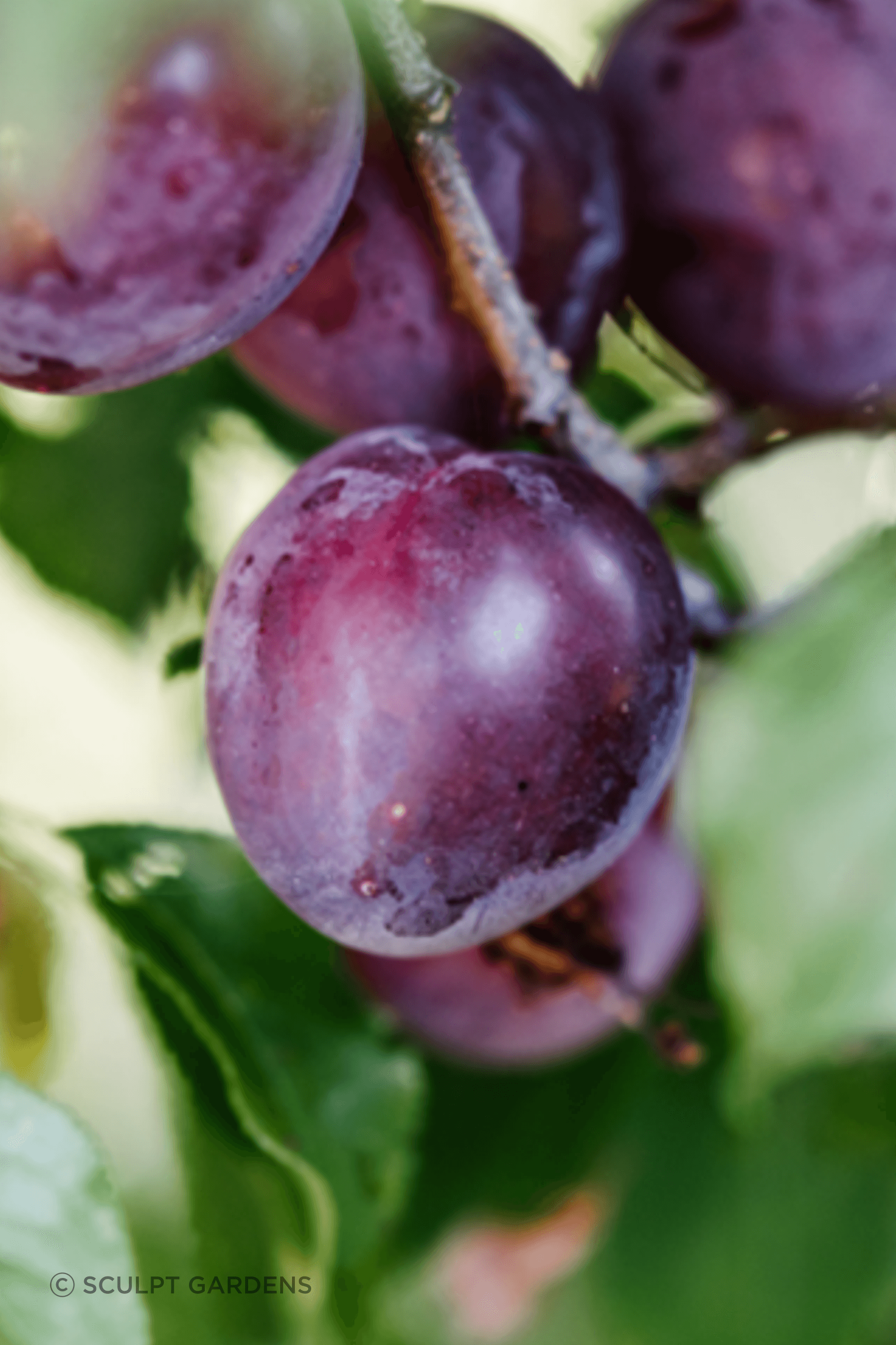 plum.png