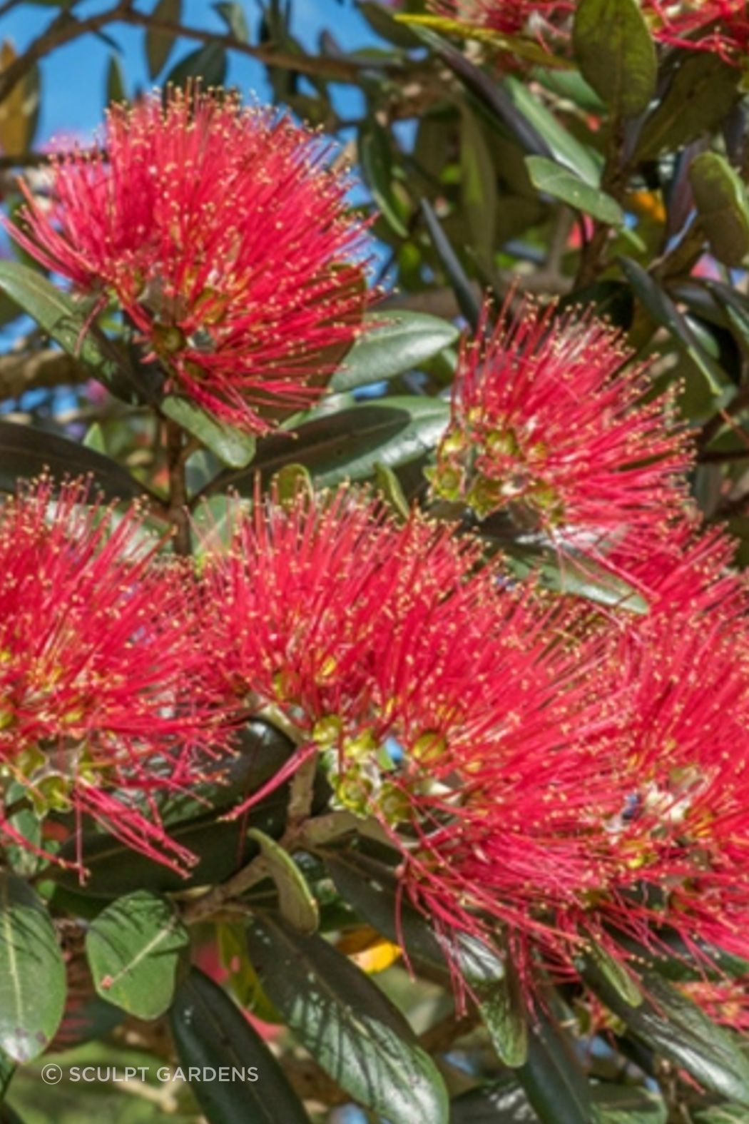 pohutakawa-1-1-ap-compressed.jpg