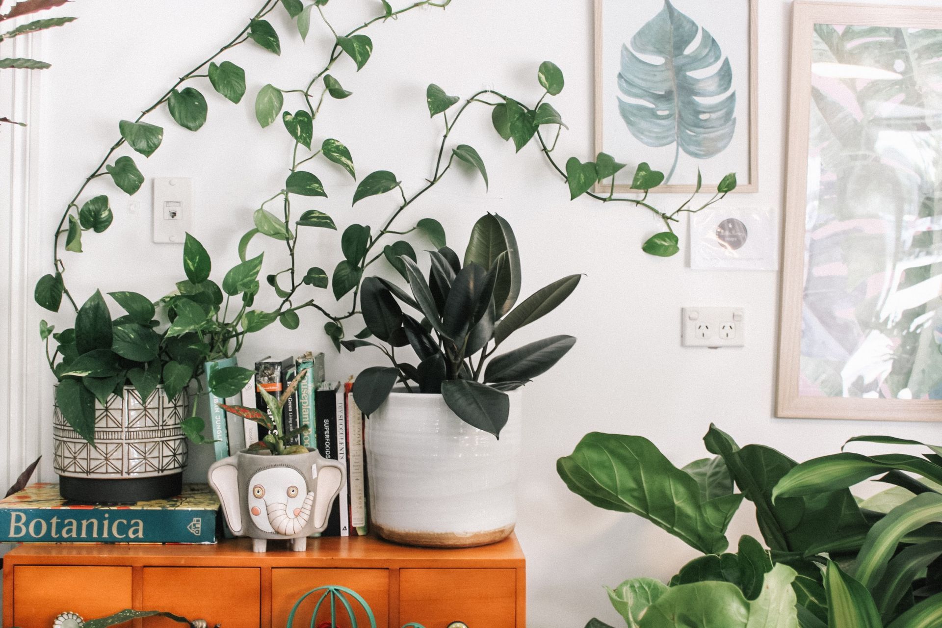 Timber Floor Care with Indoor Plants