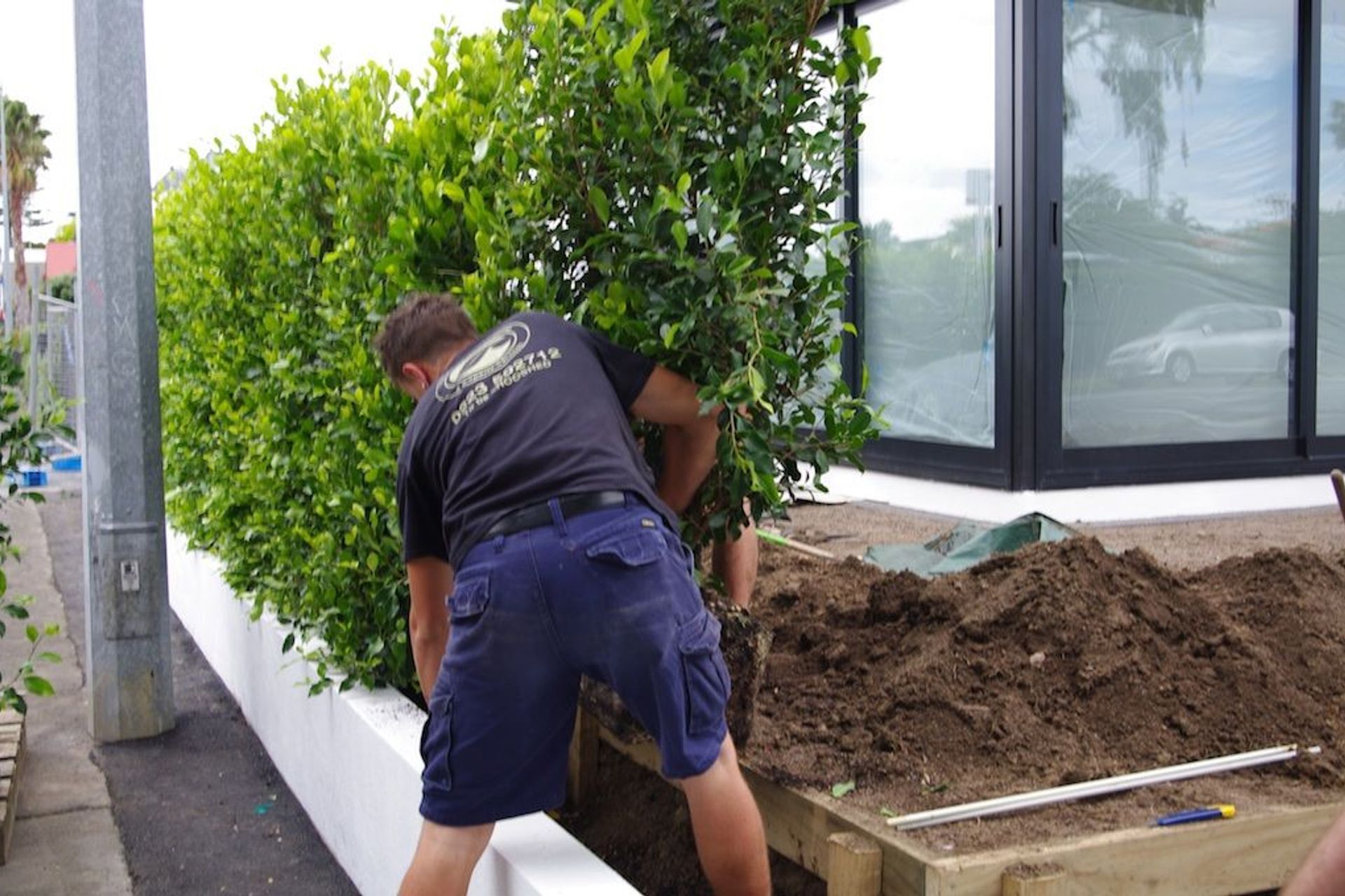Hedge installation in full swing. Remove hedge from bag and set in place.