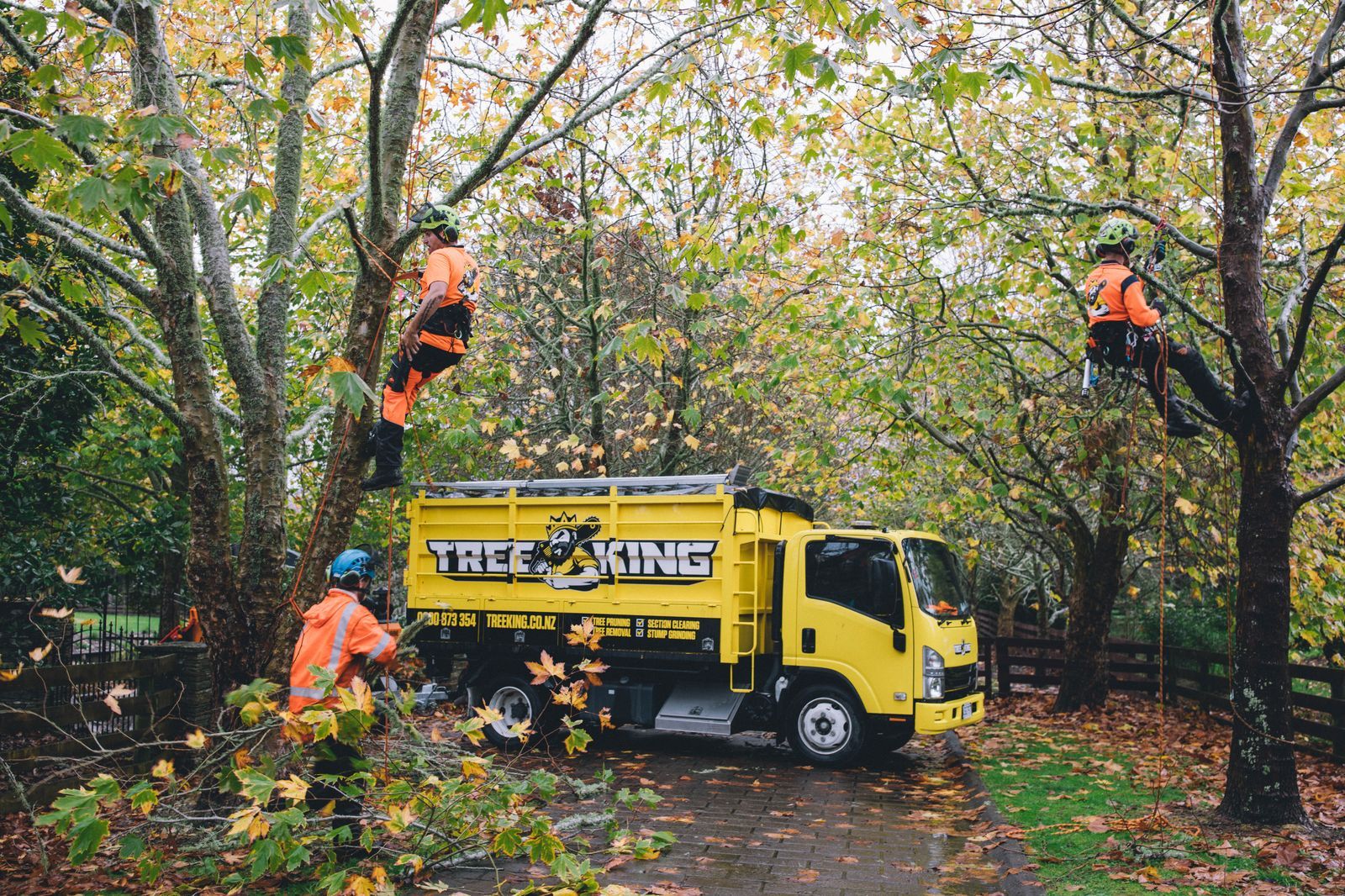 Tree King