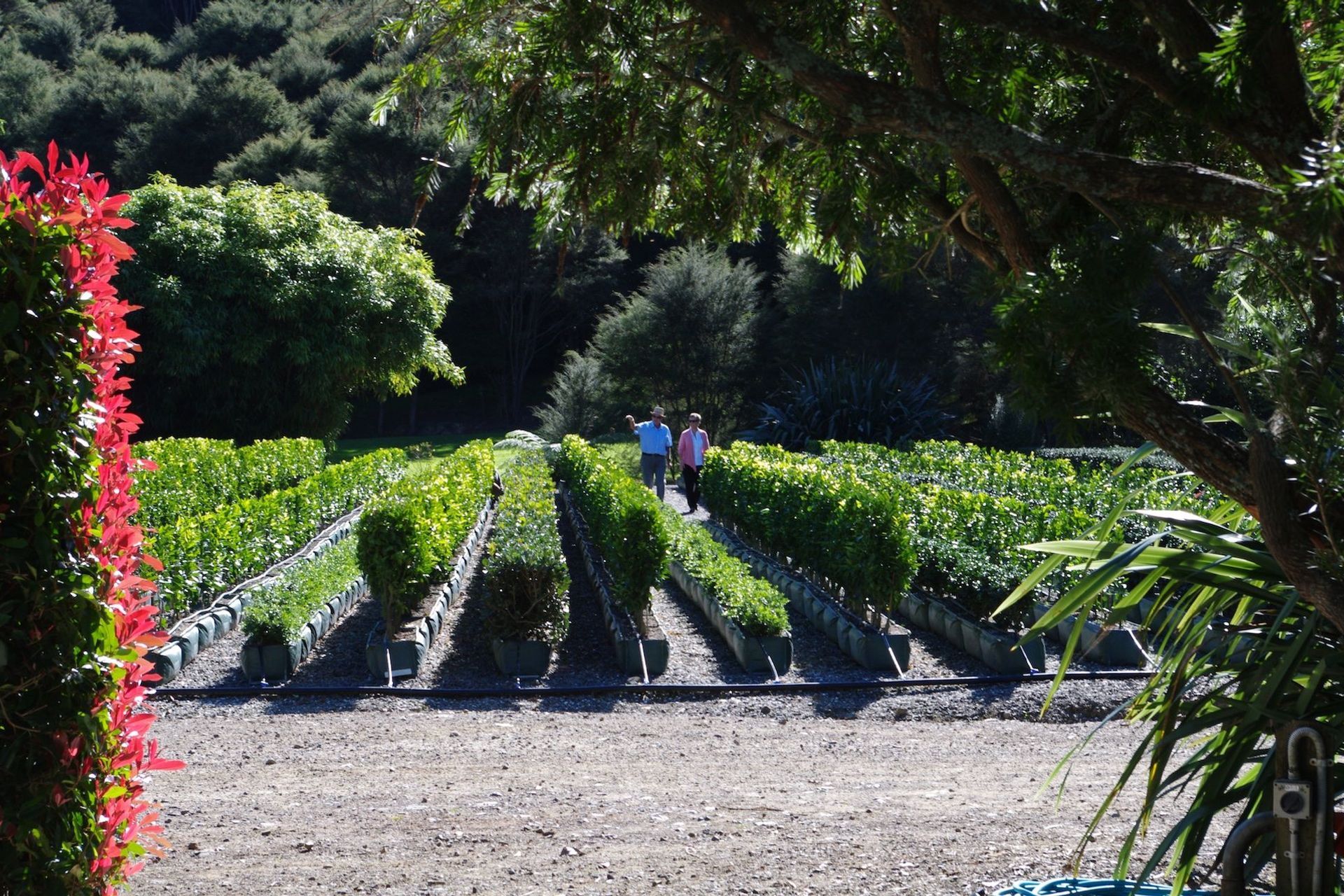 Supporting Image 7 for Twining Valley Nurseries