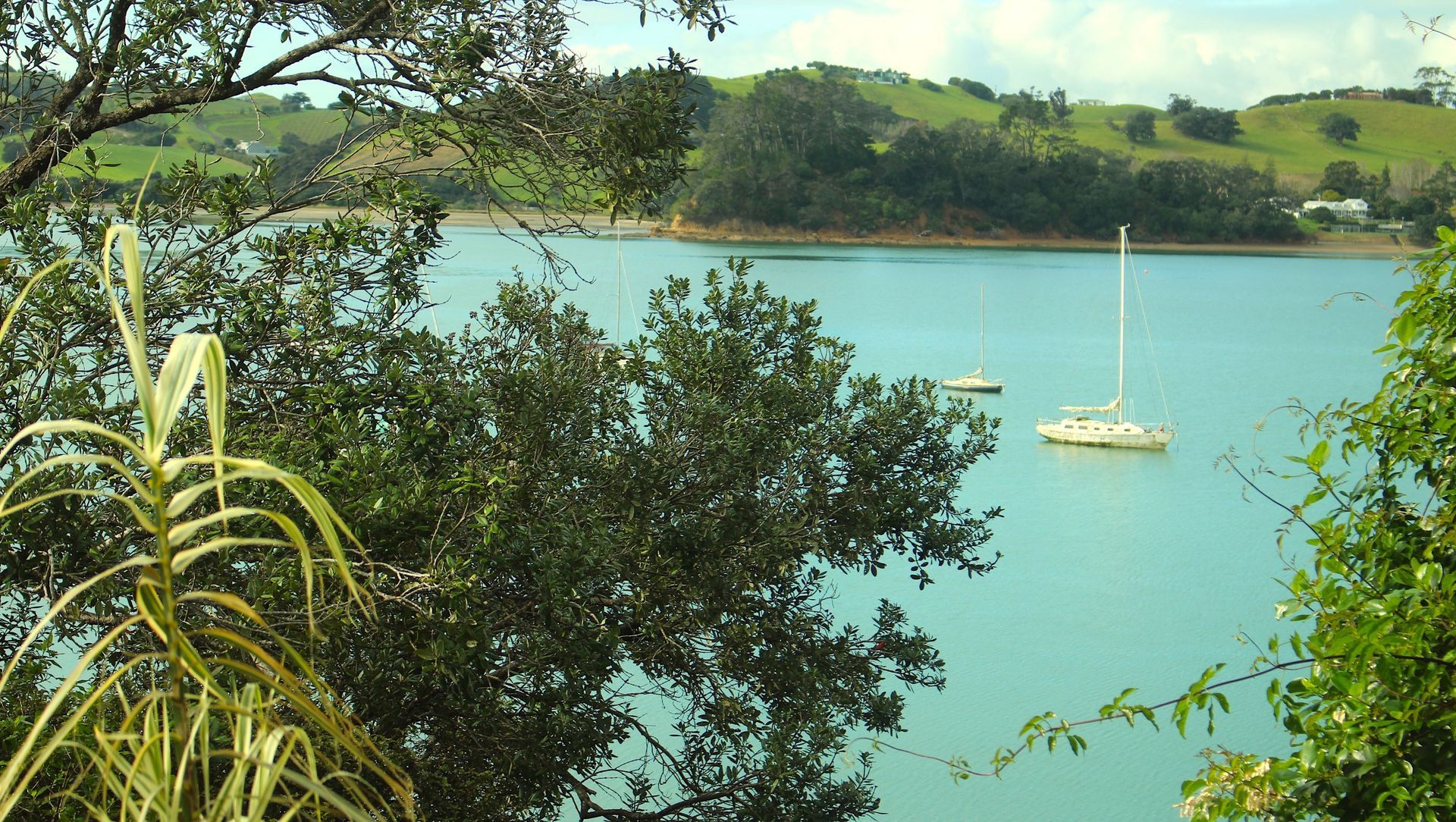 Pohutukawa, Omiha, Waiheke Island banner