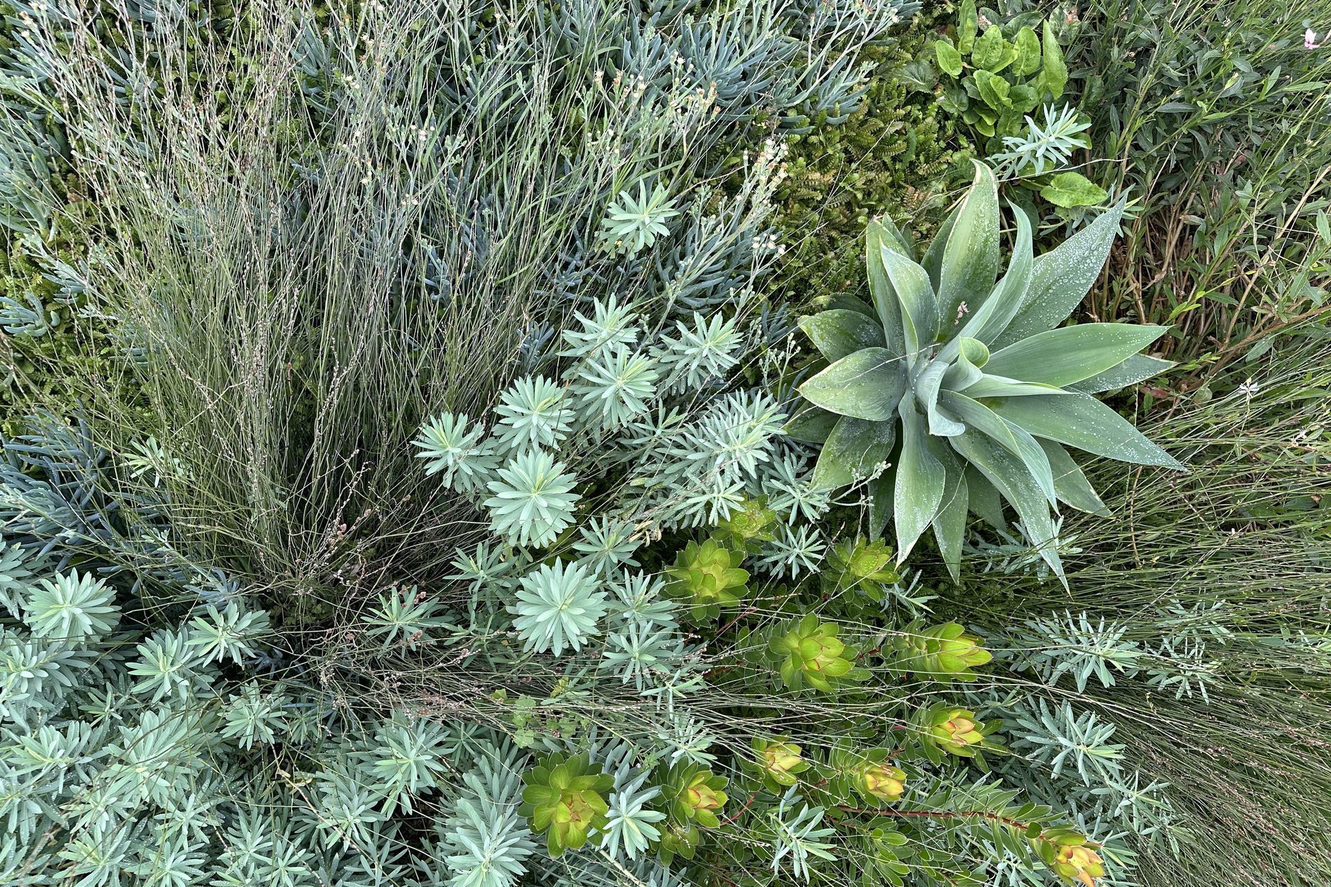 SouthshoreBotanic47.jpeg