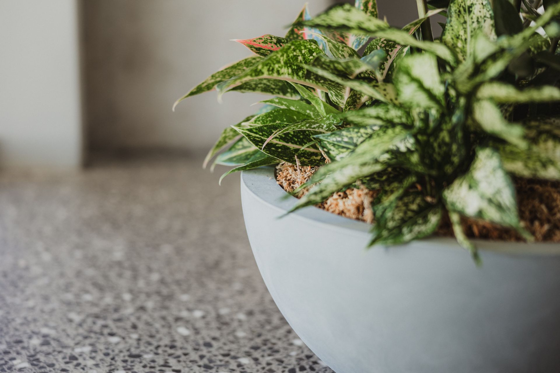 CMS-IGG-bowl-closeup-BHIVE-0925.jpg