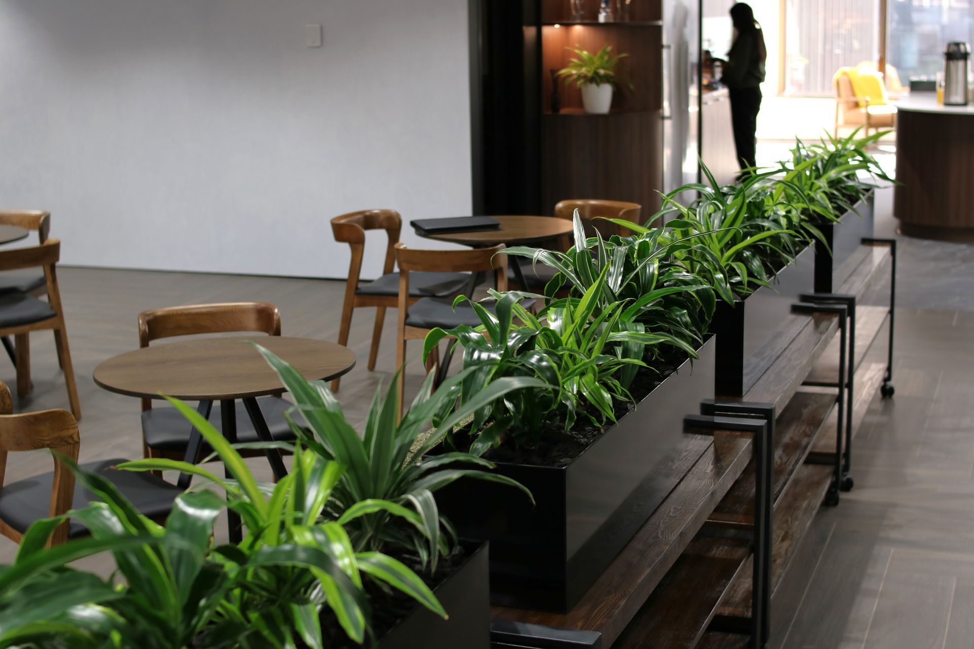 ICT-IDR-mixed-Dracaena-in-black-trough-Dual-0525-3.JPG