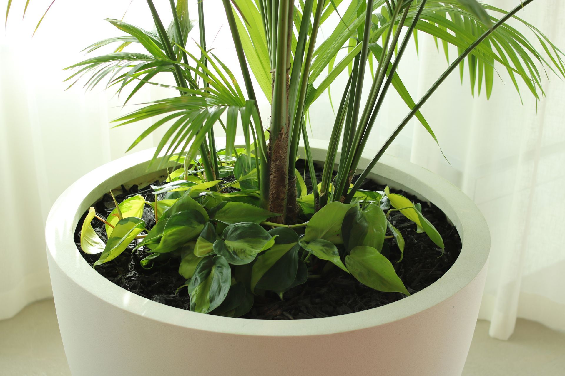 IKP-ITR-CBL-Underplanting-LOral-0625.JPG