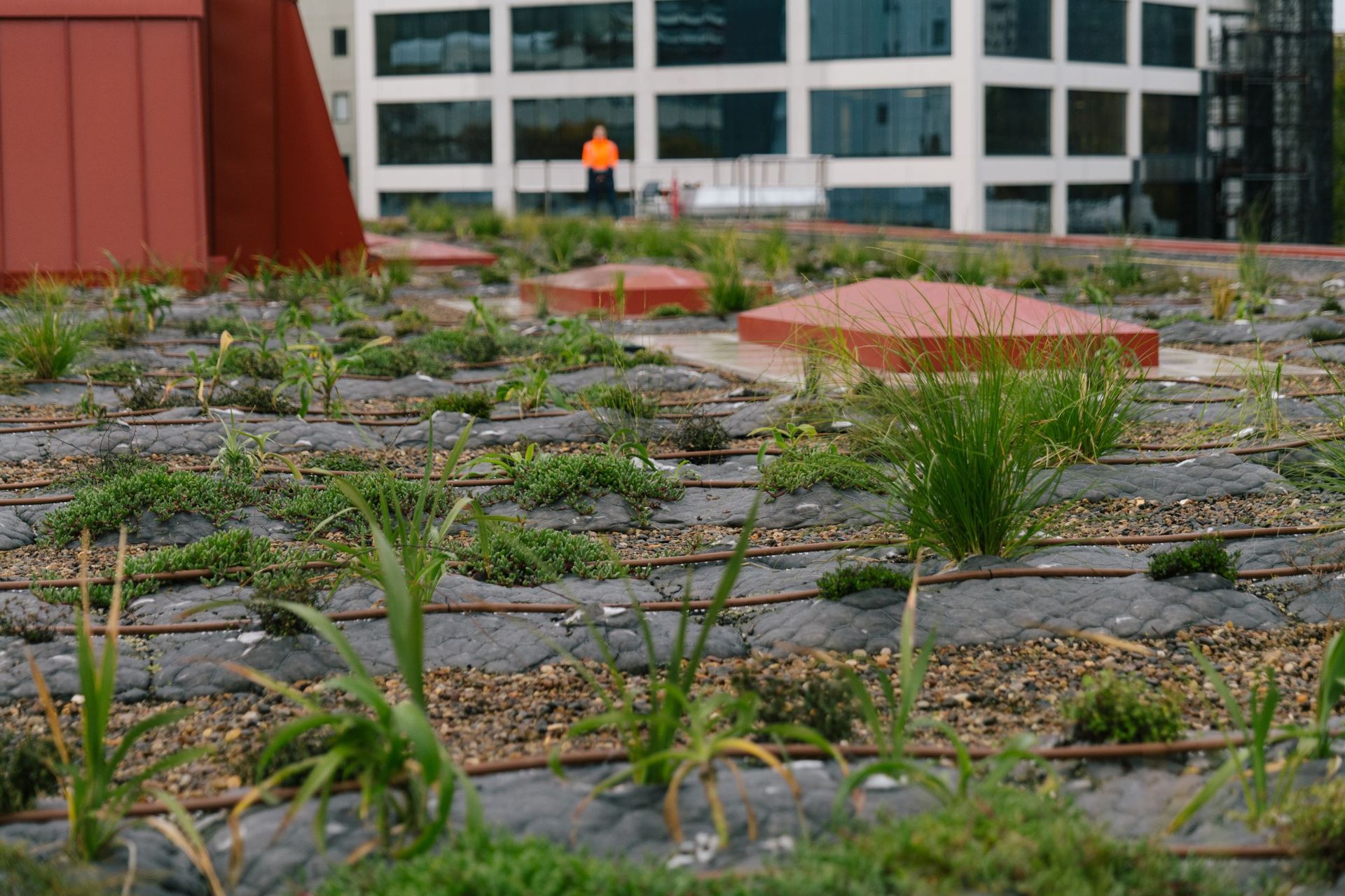Auckland City Library Green Roof