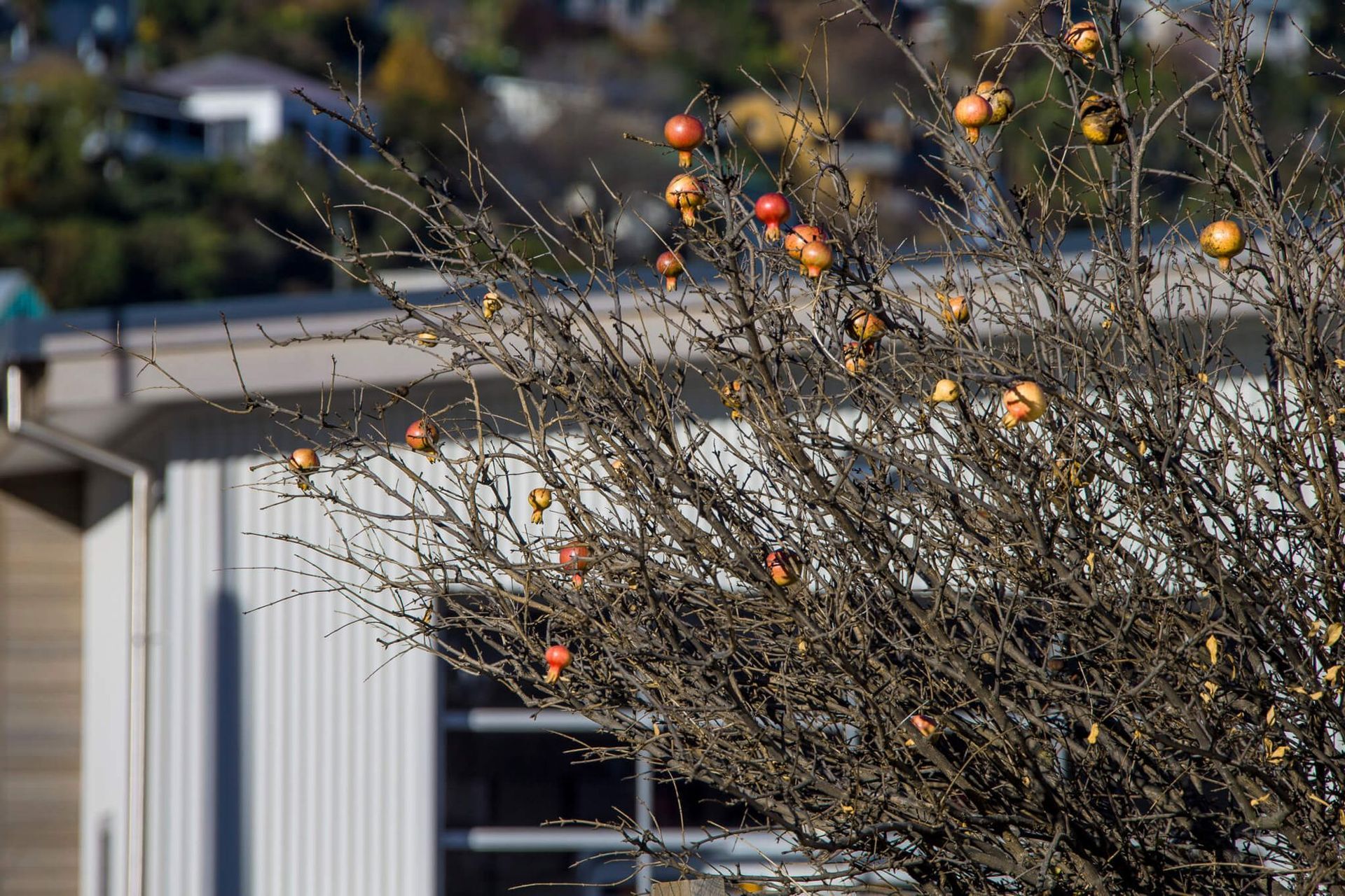 Lyttelton Fire Station