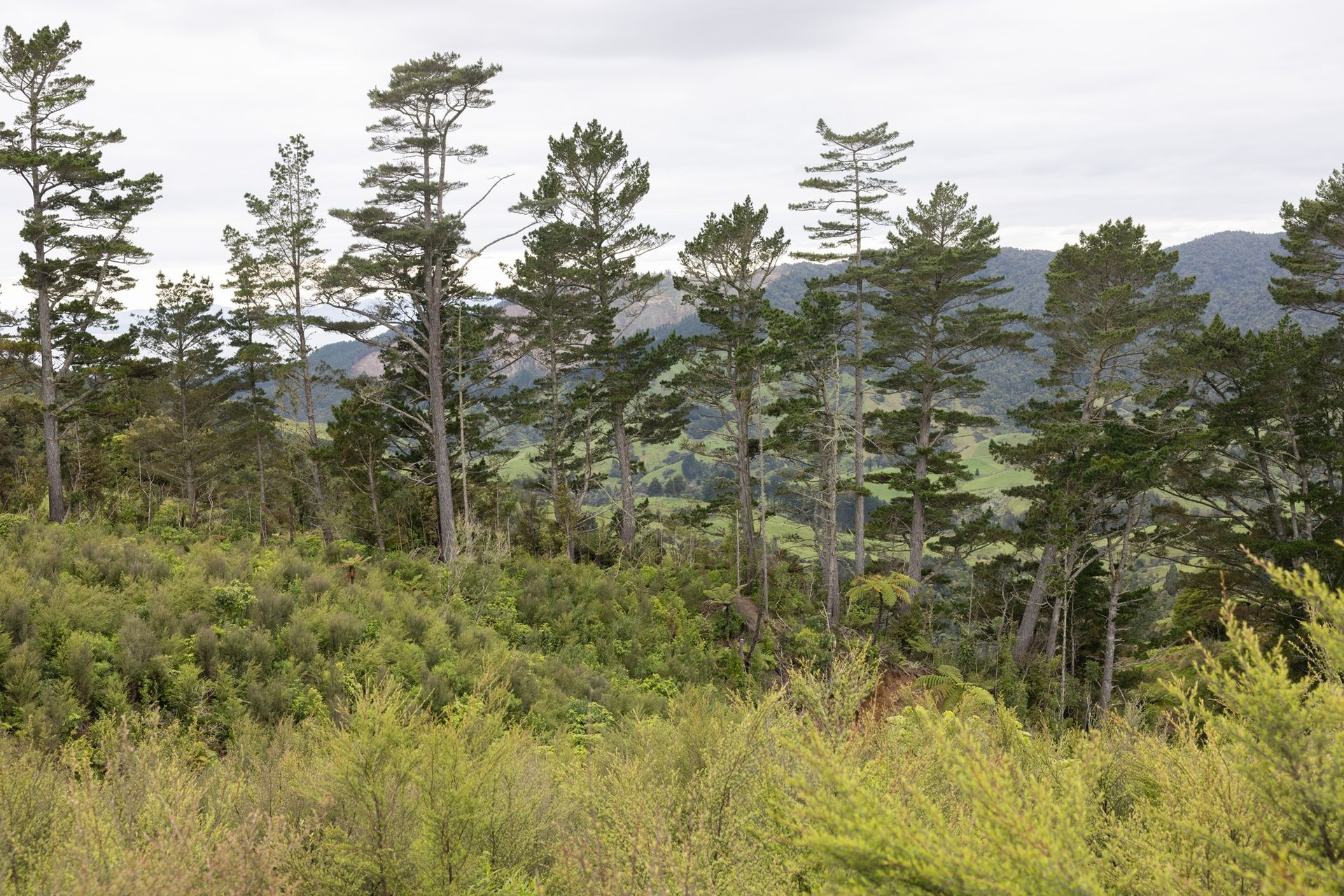 Hunua Reforestation