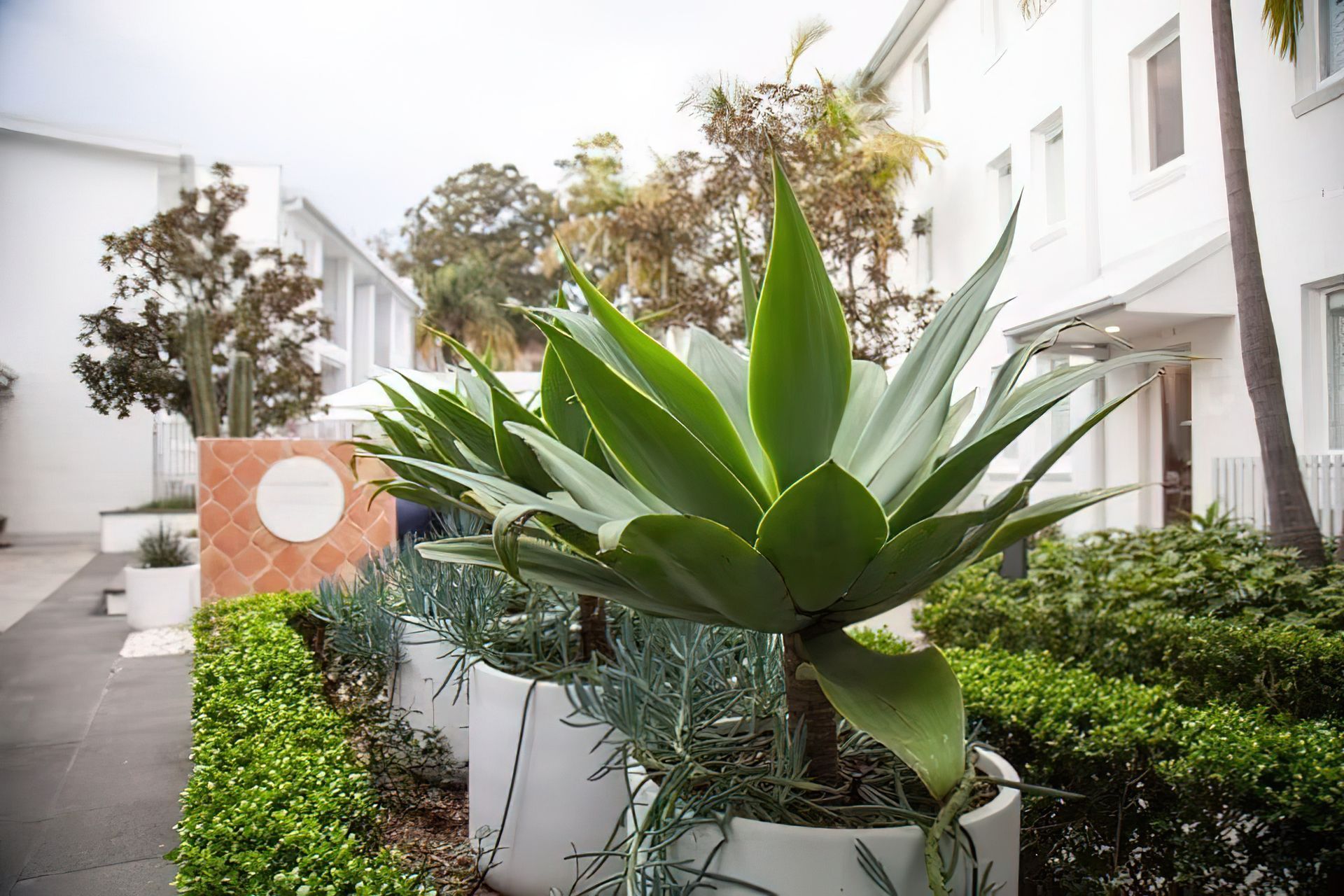imgi22tropical-courtyard-design-Sydney-Vogue-Vine-Landscape-Designers-Sydney-NSW.jpeg