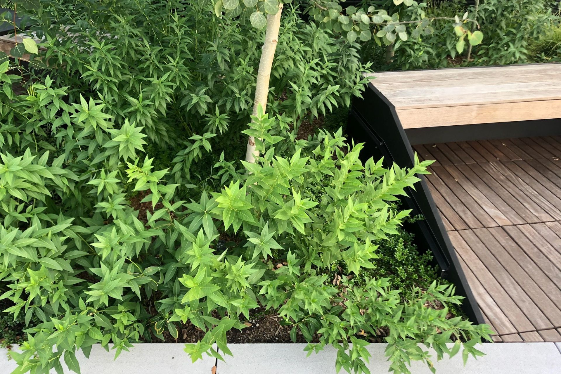 EdgeofDecking02.jpg