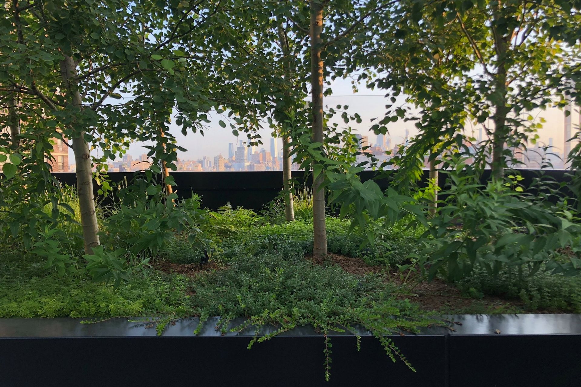 Forest01.jpg