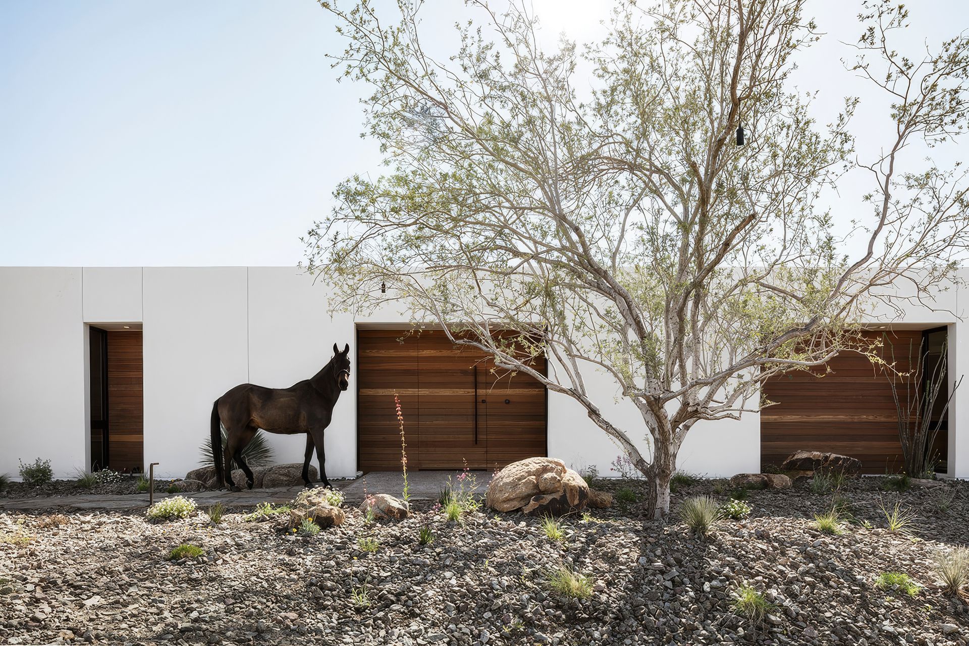 61b97f37979a8b4c45994fbeHorse202-upscaled-by-Replicate.jpg