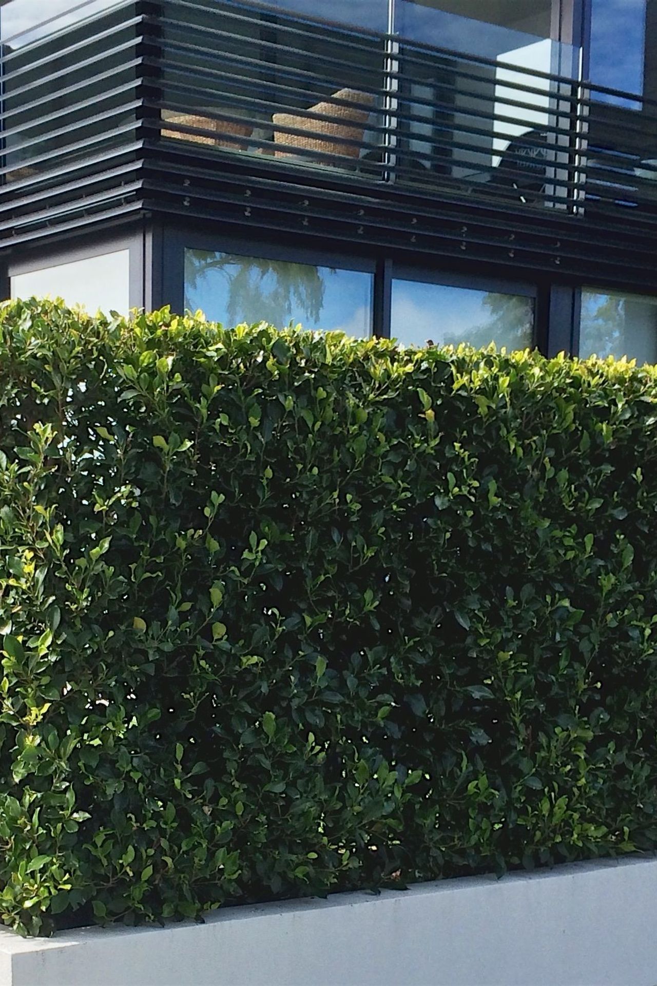 Build A Hedge - How It's Done!