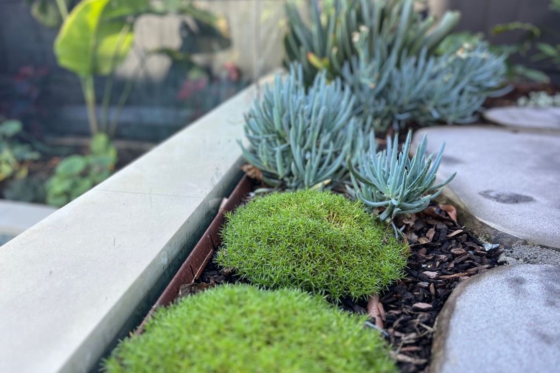 Urban Jungle