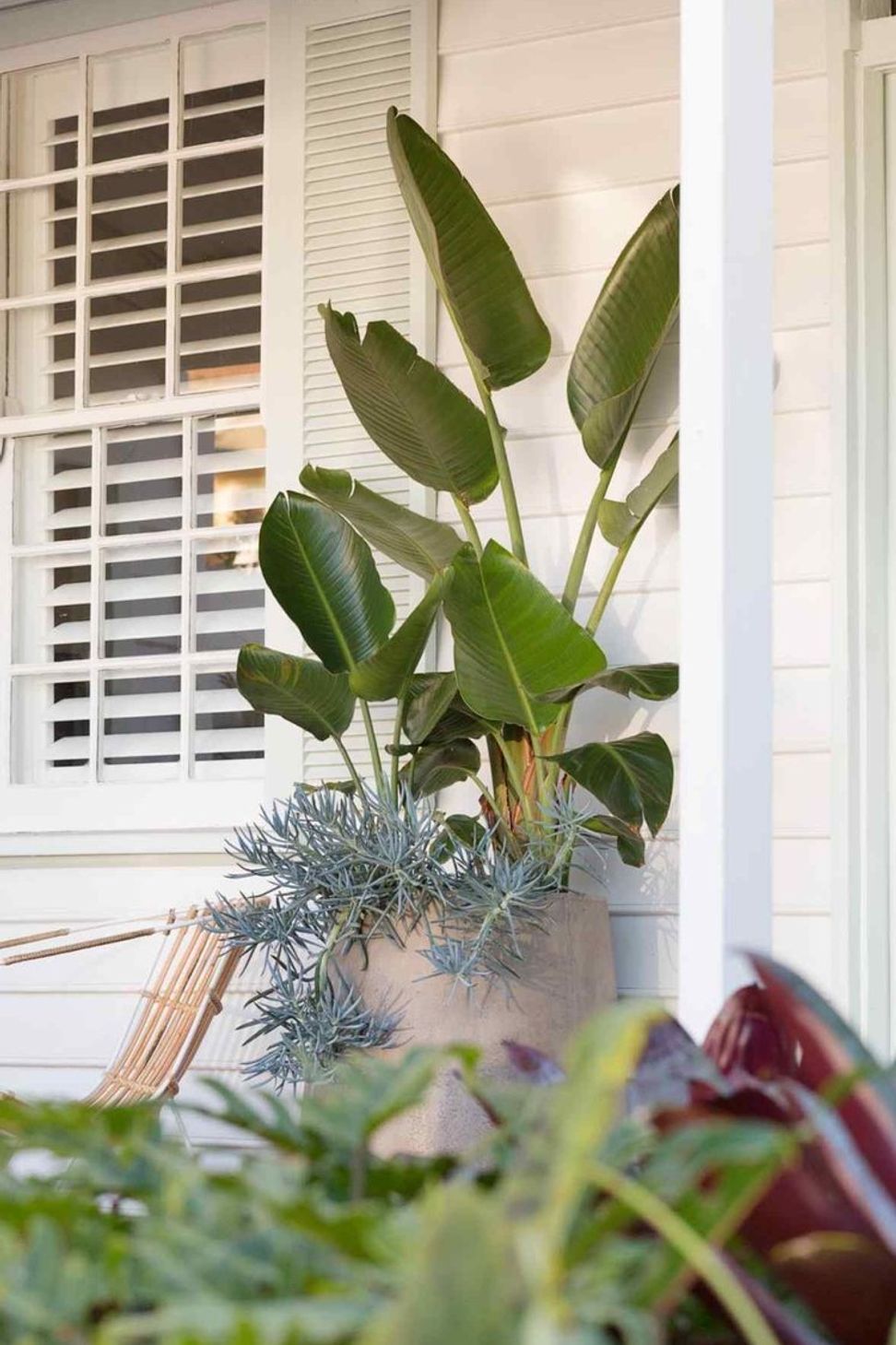 Rozelle - Garden 2
