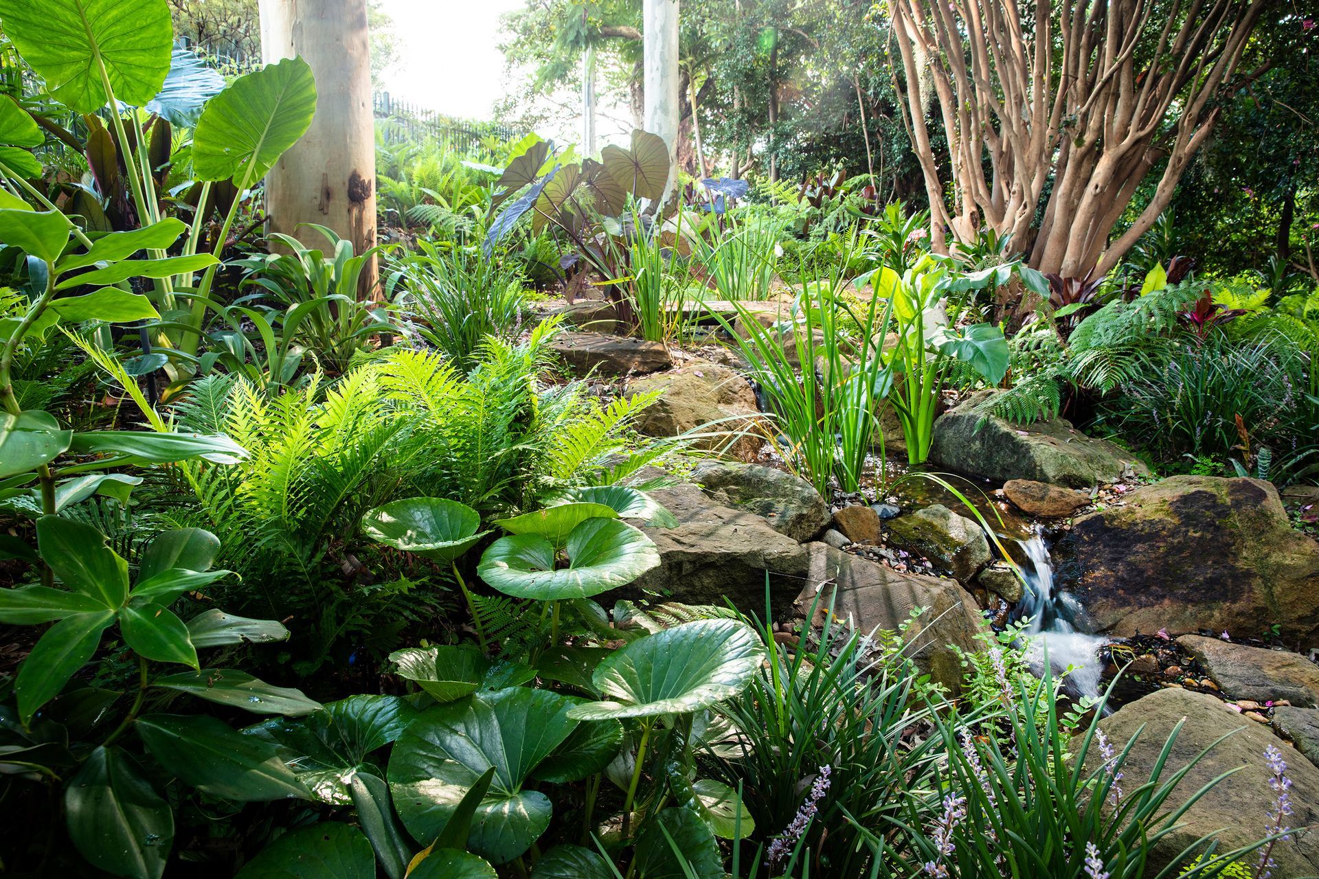 Forest Creek