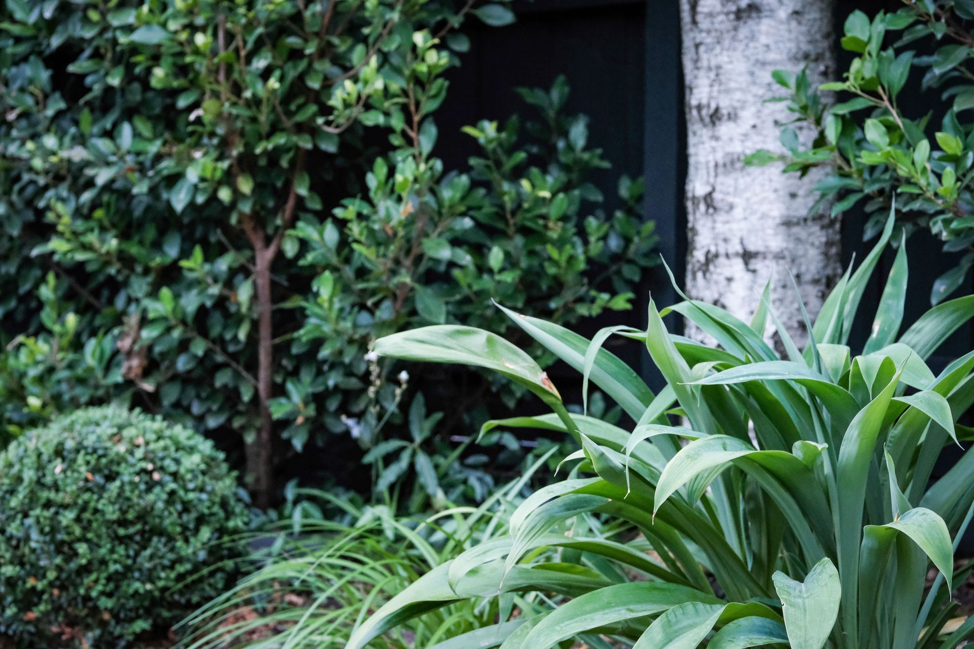 Glen Iris