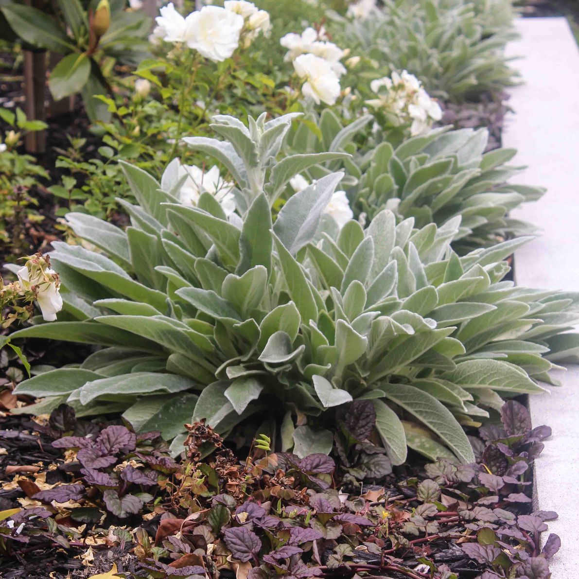 Plant-Palette.jpg