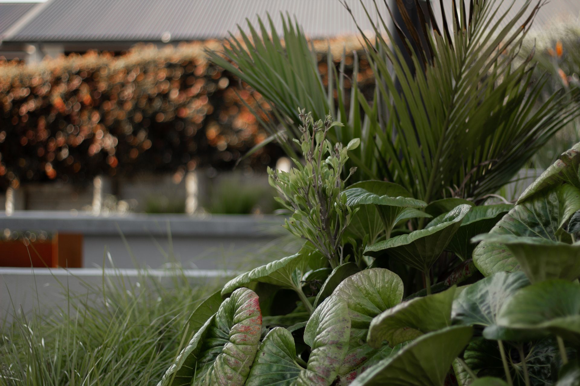 Urban Oasis