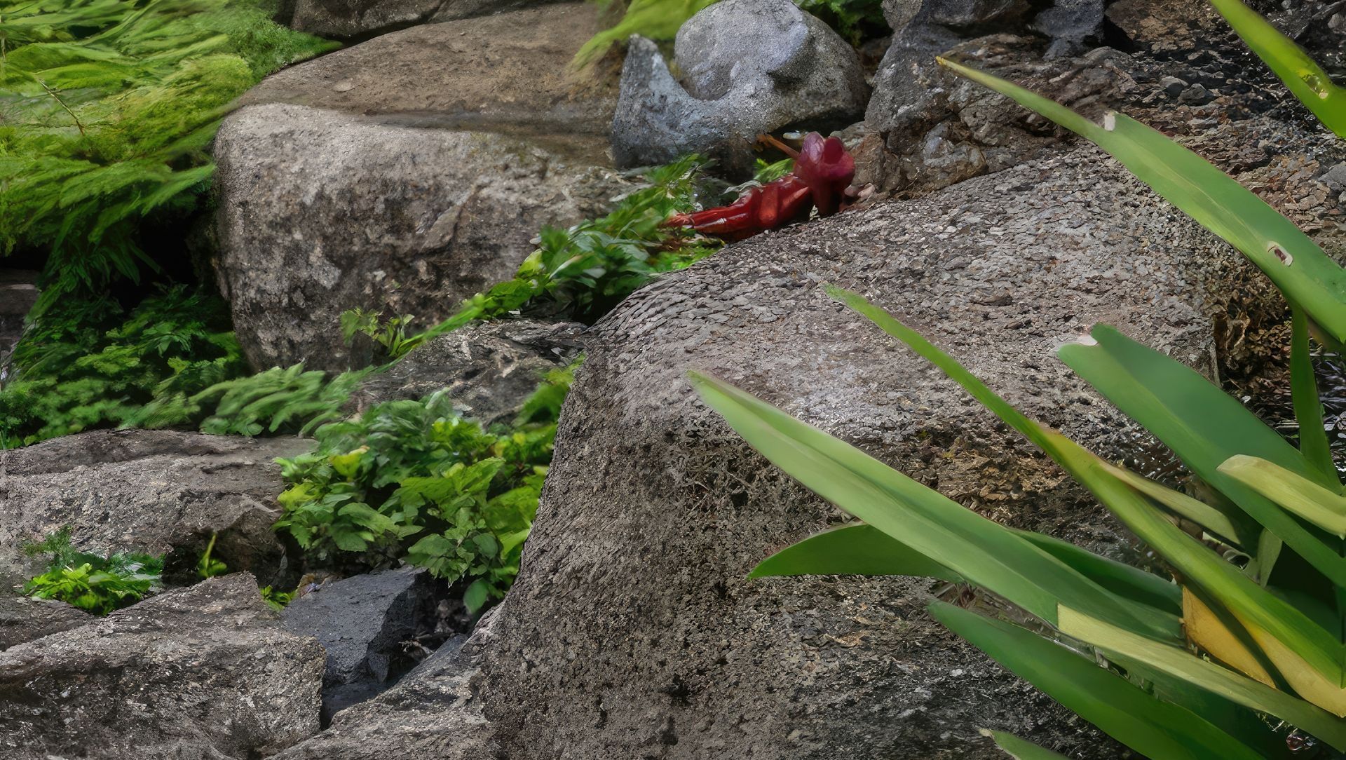 Hawaiian Landscape banner