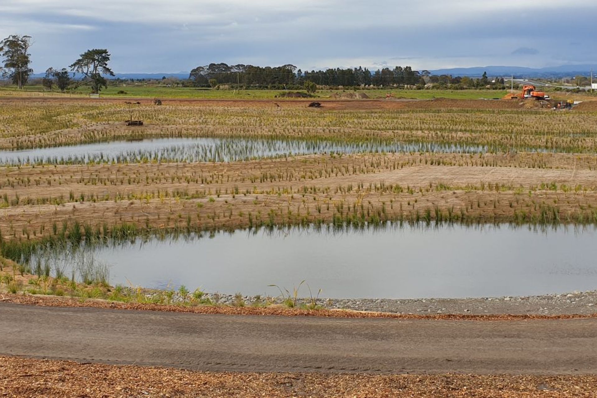 Wairaki Pond G