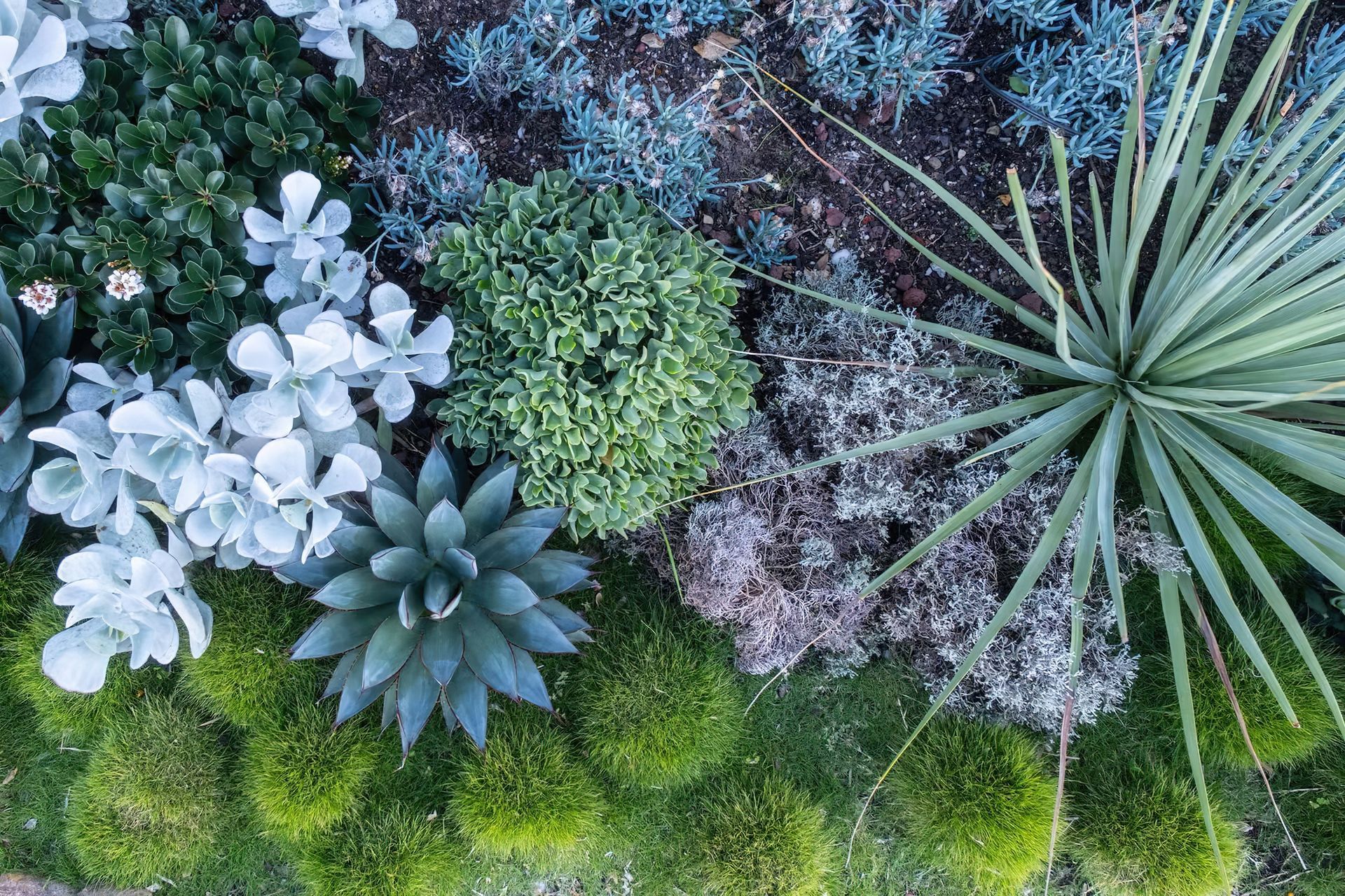 imgi12Coastal-front-garden-Bellevue-Hill-By-Vogue-Vine-scaled.jpeg