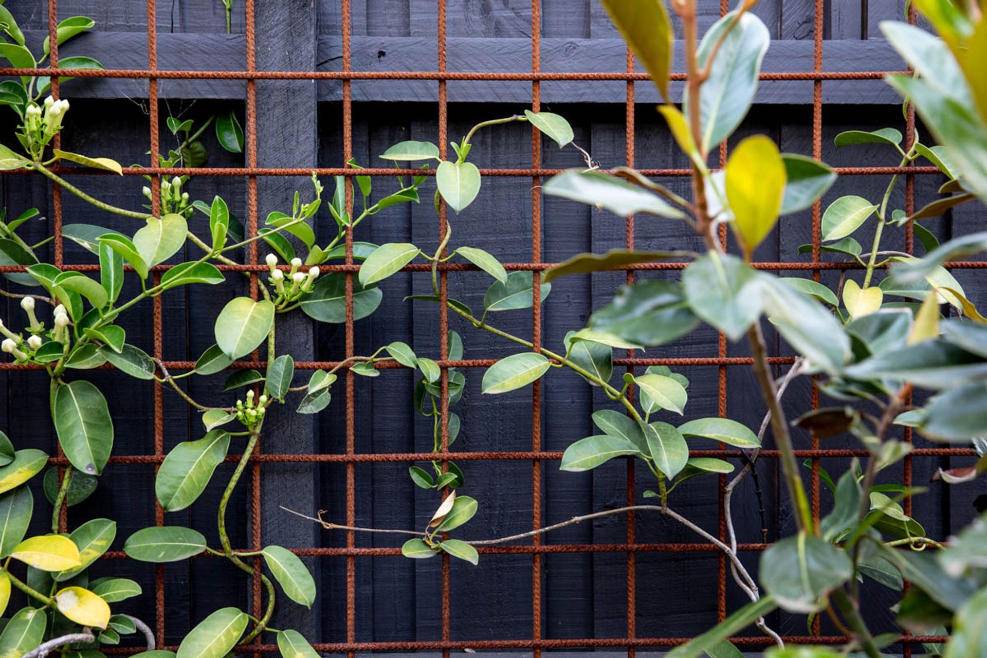 ##^^Northcote 01
