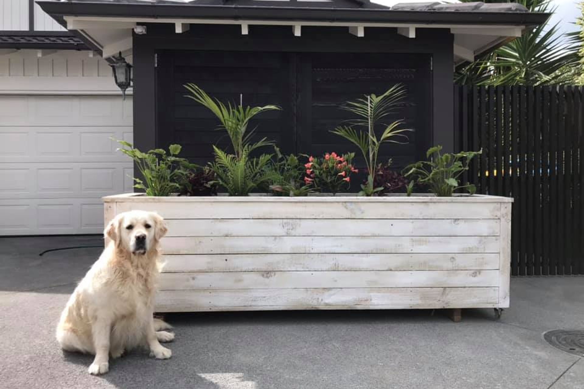 Byron Bay Box - this box is constructed using white washed rough sawn pine and is a more rustic and cost effective option. It is planted with typical plants found in byron bay such as the bangalow palm and philodendron Xanadu.