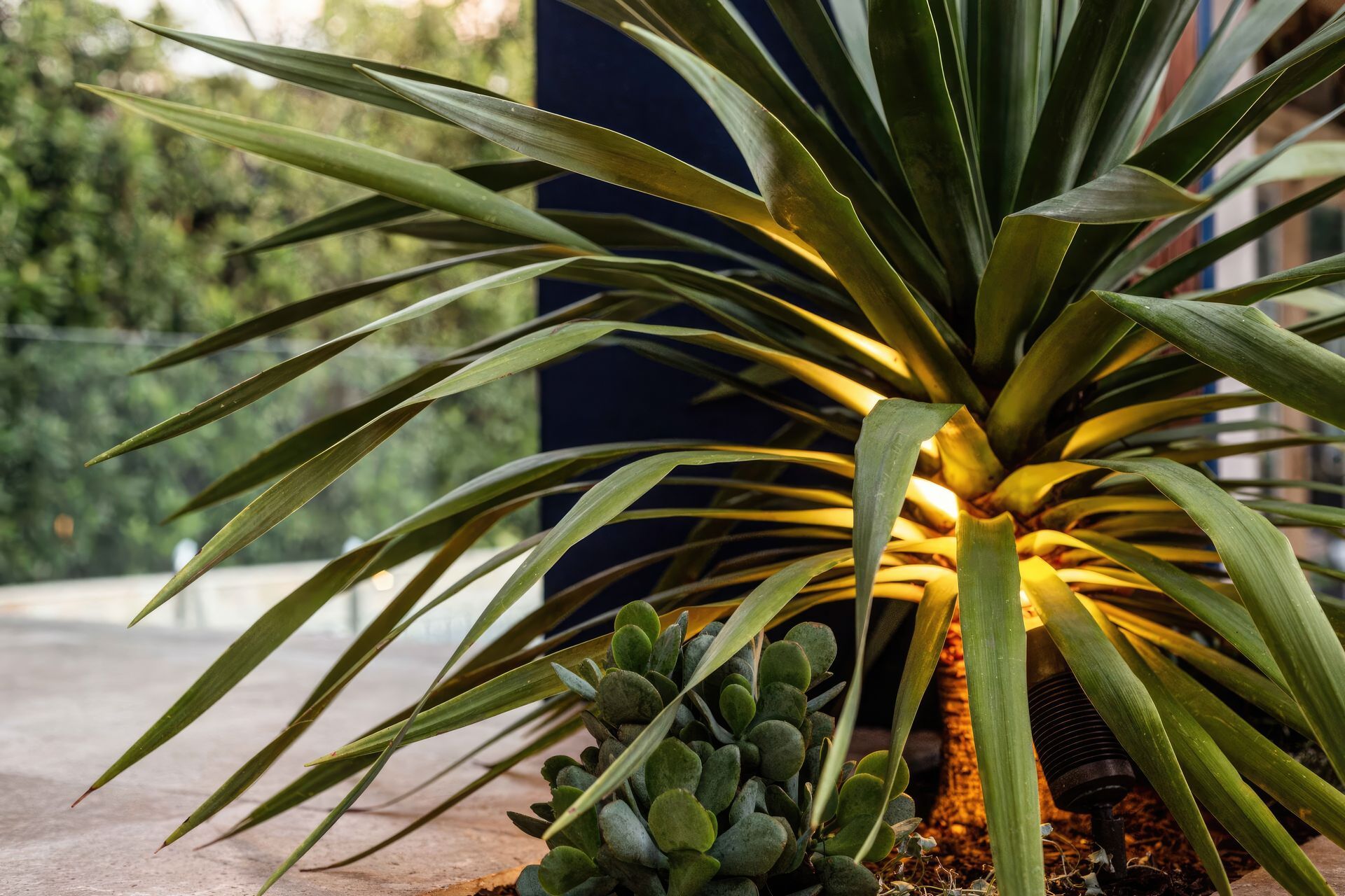 upBar-Beach-Urban-Oasis-Native-plant-garden-scaled-fix-standard-scale-200x.jpg