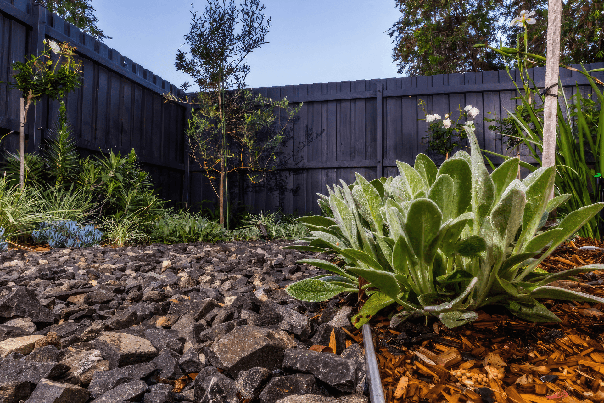 upThe-Junction-Landscape-Design-02-MUD-Landscape-Design-1024x683-fix-standard-scale-200x.png