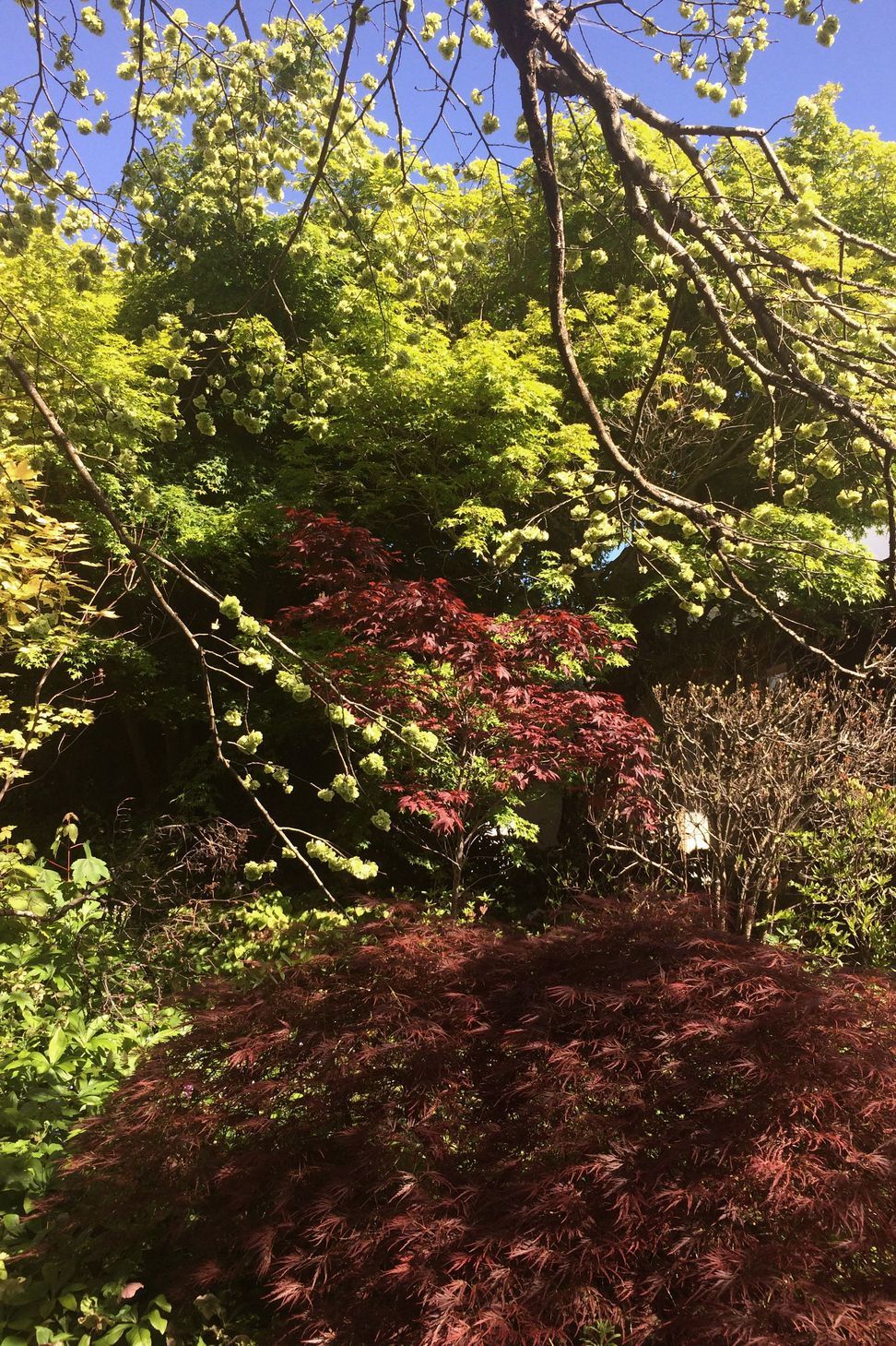 two houses and a shared garden
