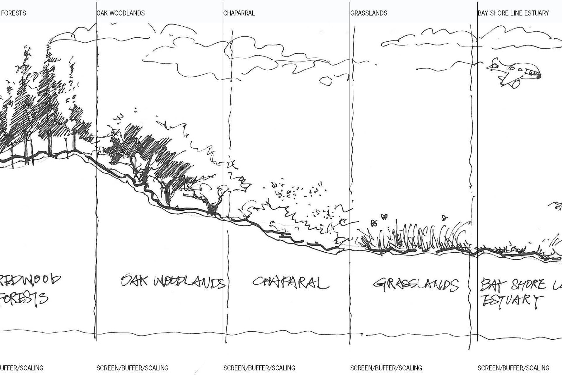 NuevaBayMeadowssectionsketch.jpg